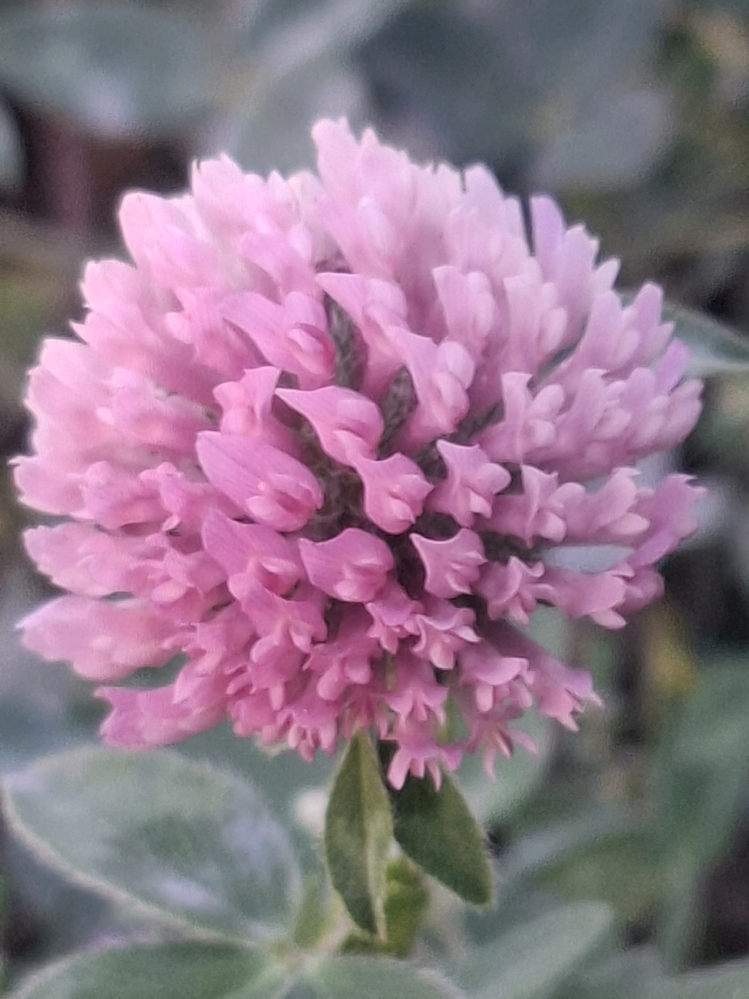 A close-up, low-angle shot captures a vibrant pink clover flower in bloom, set against a blurred background of green foliage. The flower's intricate structure, composed of numerous small florets, is sharply defined, while the surrounding environment is softened and out of focus. The lighting is natural, casting a gentle glow on the petals. The image was taken on May 10, 2023, at 10:31 AM, in Almaty, Kazakhstan. The resolution of the image is 2268x4032 pixels.