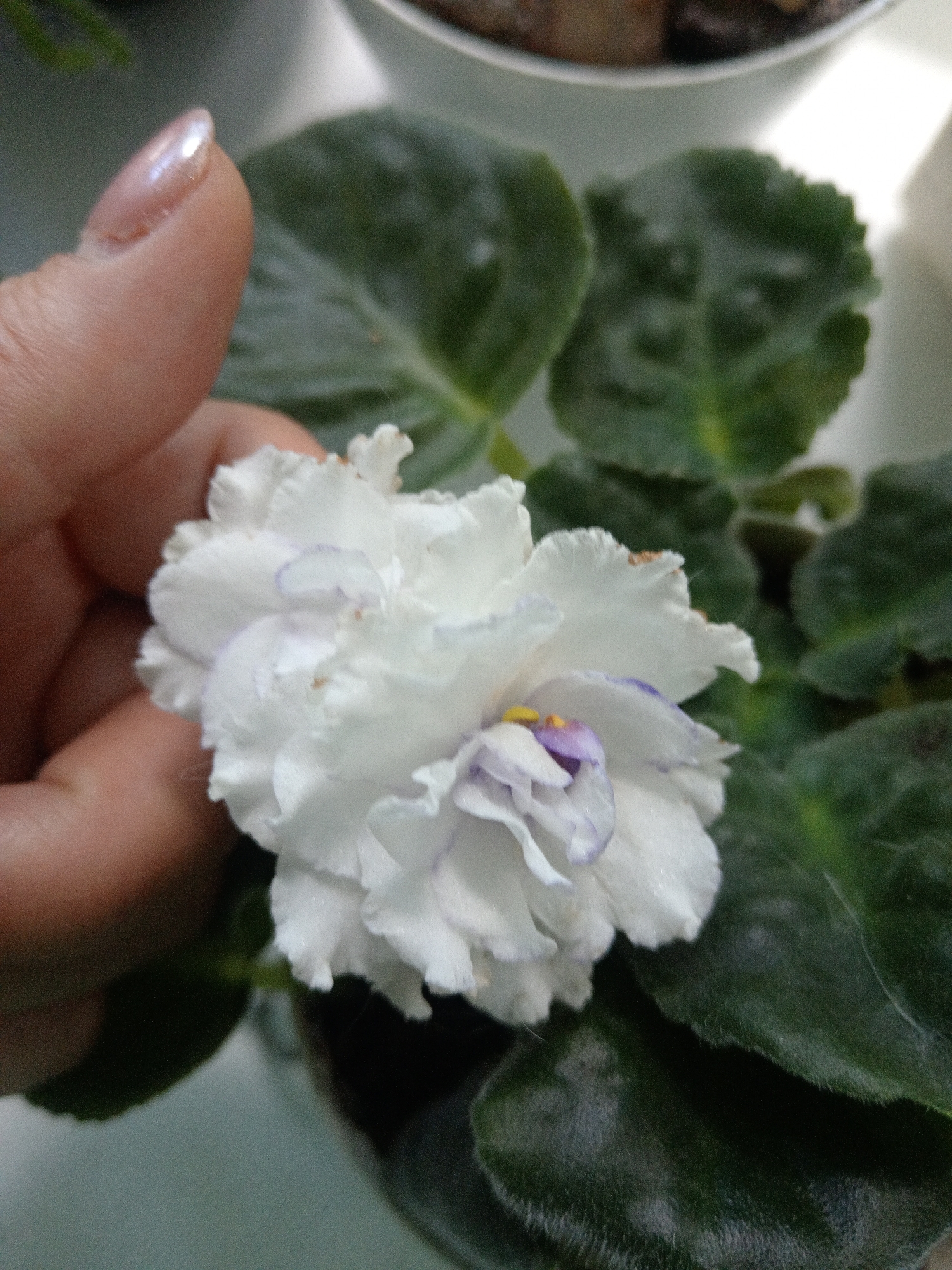 A close-up shot shows a hand with a pearlescent manicure gently touching a delicate white African violet bloom with purple-tinged edges. The flower is surrounded by dark green, fuzzy leaves, typical of the plant. In the background, out of focus, appears to be a pot containing the plant, and possibly other plants or objects on a surface. The scene suggests a domestic setting, likely indoors, perhaps in a home in Belogorsk, Russia, given the context.
