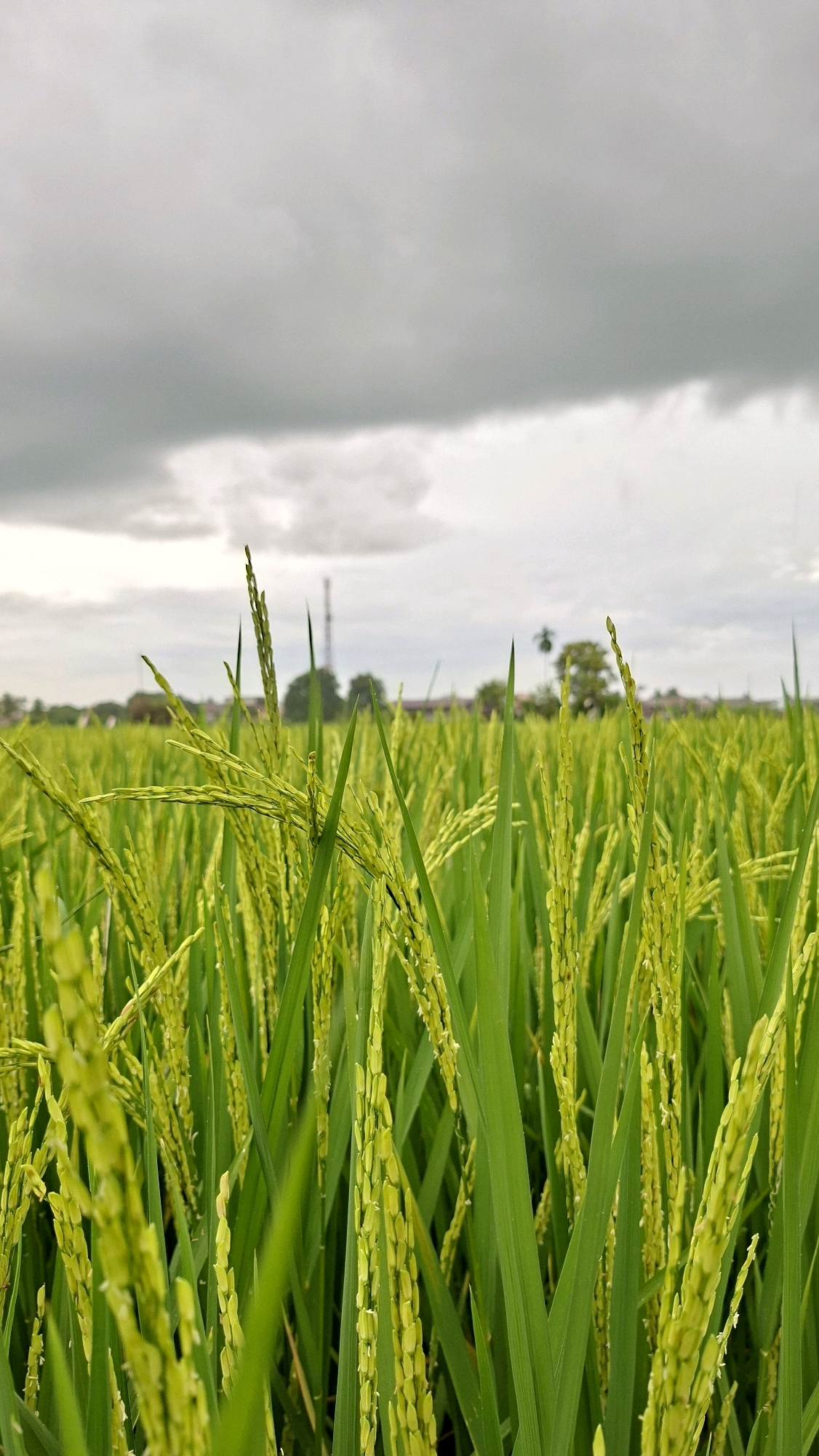 An outdoor, low-angle, close-up shot focuses on a field of bright green rice stalks, their seed heads beginning to form. The rice plants fill the foreground and extend into the middle ground, with a blurred background of trees and buildings. A tall, slender tower, possibly a cell tower, is visible on the horizon. The sky above is overcast with a mix of light and dark gray clouds. The scene appears to be a rural landscape in Kutaglumpang, Indonesia.