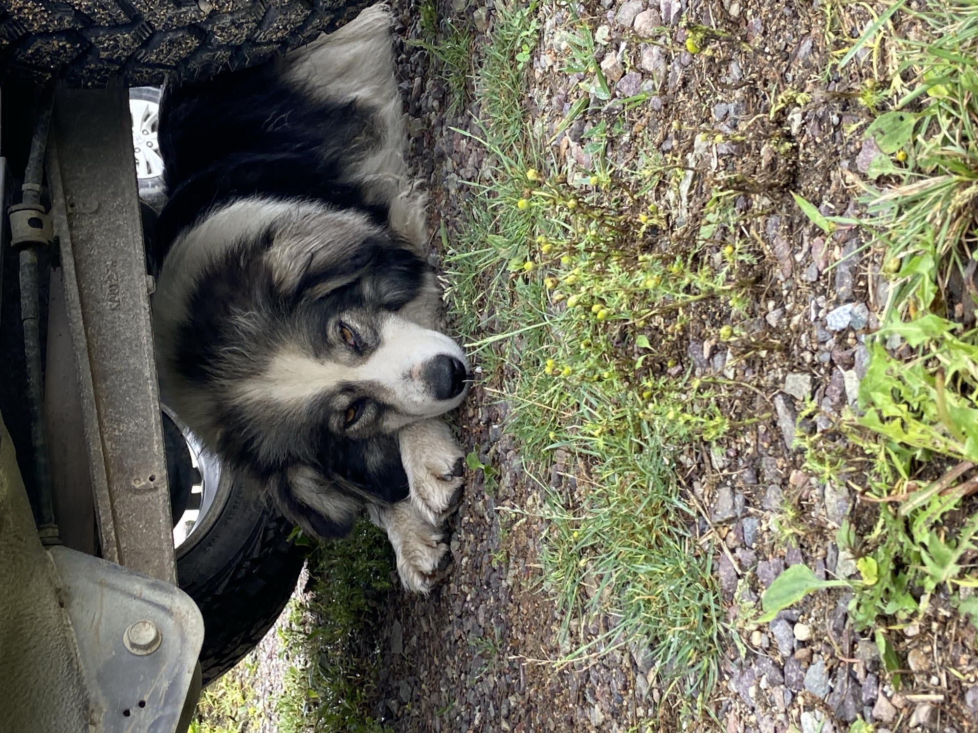 A medium-shot, eye-level, outdoor photograph captures a large, fluffy dog resting in the shade beneath a vehicle. The dog, which appears to be a mix of black and white fur, is lying down with its head resting on its front paws. Its eyes are partially closed, and it appears to be sleeping or relaxed. The dog is positioned on a ground covered in gravel and sparse green vegetation. Underneath the vehicle, the underside of the chassis and a tire are visible. The context of Kraskino, Russia, is not discernible from the visual elements of the image.