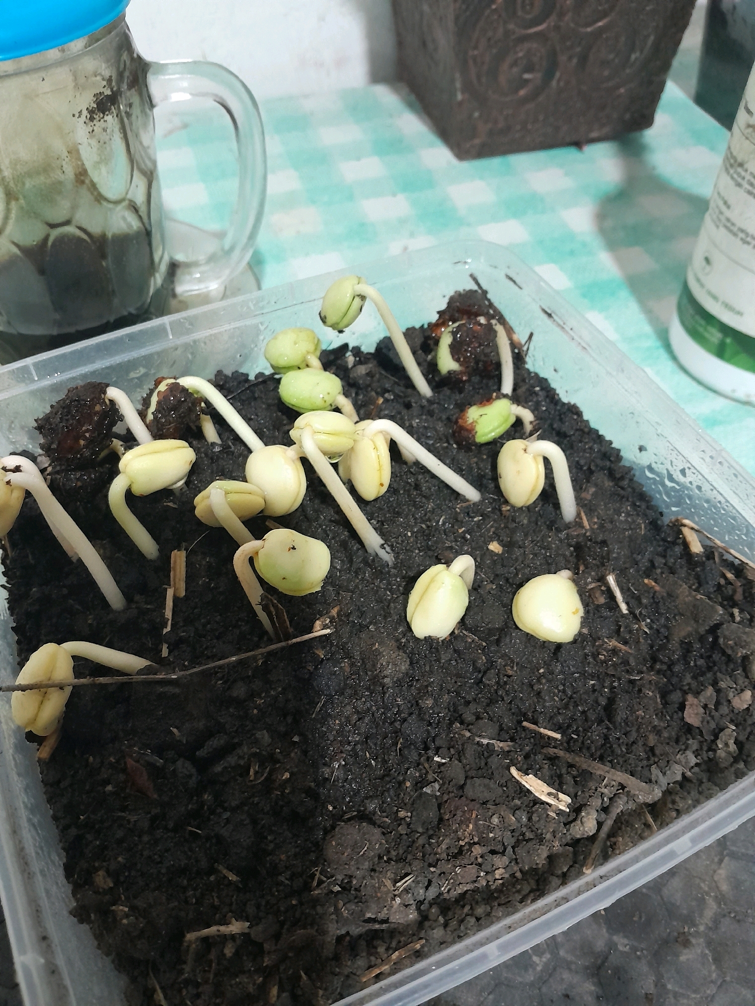 In Glanggang, Indonesia, a clear plastic container holds dark soil with several bean sprouts emerging. The sprouts, varying in size, have pale stems and small, light green cotyledons. Some sprouts are still attached to their seed casings, which are dark brown and textured. A few stray pieces of dry plant matter are scattered on the soil surface. In the background, to the left, is a clear glass mug with a blue lid, containing a murky liquid and dark specks. A patterned tablecloth, predominantly light blue and white, is visible beneath the container and mug. To the right, a portion of a dark, square decorative object and a white bottle with green labeling are partially visible. The scene appears to be indoors, possibly on a table.