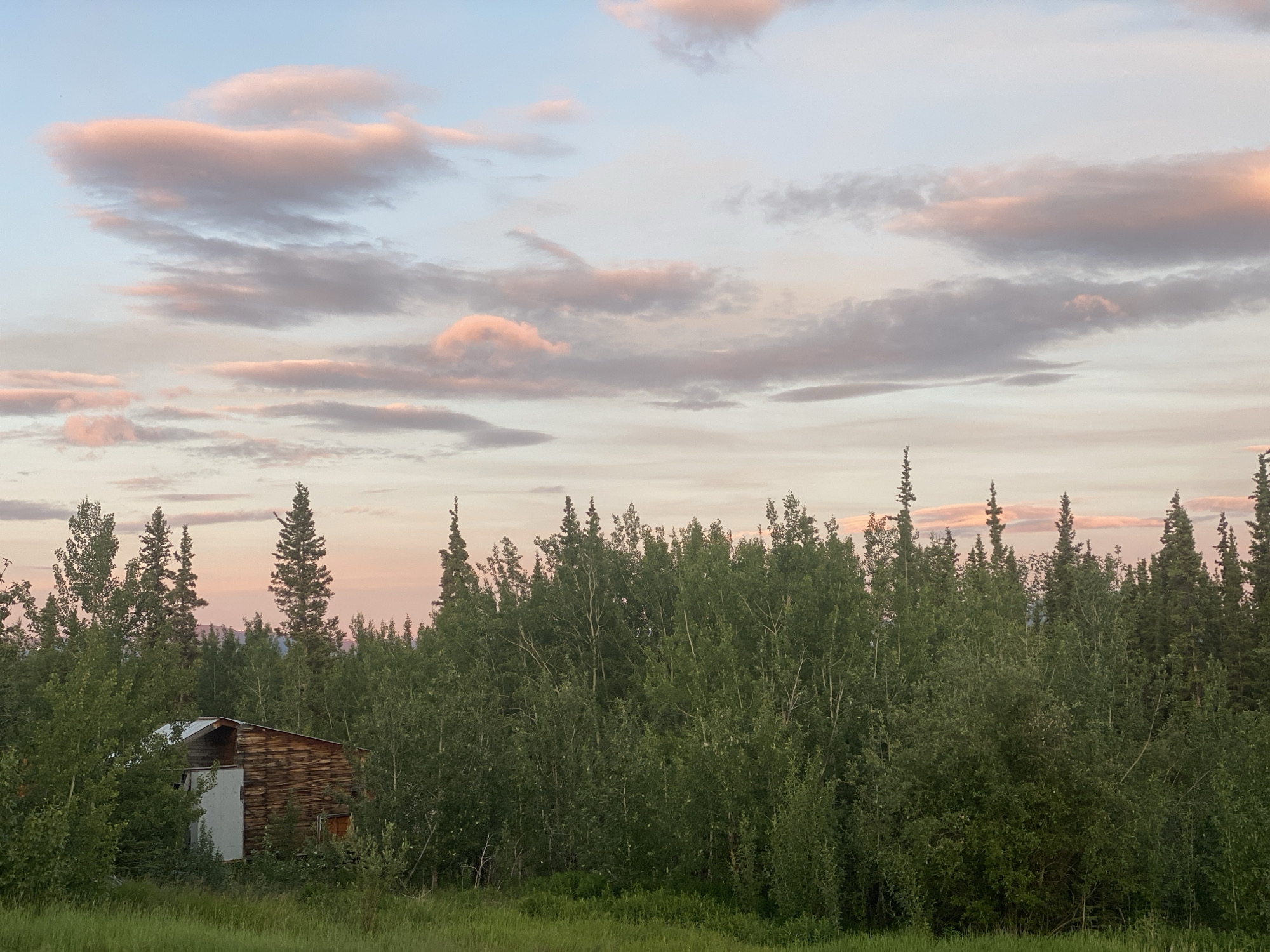 The image depicts a serene landscape in Haines Junction, Canada, under a twilight sky. In the foreground, a dense forest of deciduous trees and evergreen pines dominates the scene, with a rustic wooden structure, possibly a barn or shed, partially visible amidst the foliage on the left side. The structure has a metal roof and a white door. The ground is covered in lush green grass. The sky above is a canvas of soft pastel colors, with scattered clouds tinged with pink and orange, indicative of a sunset or sunrise. The overall atmosphere is tranquil and natural.
