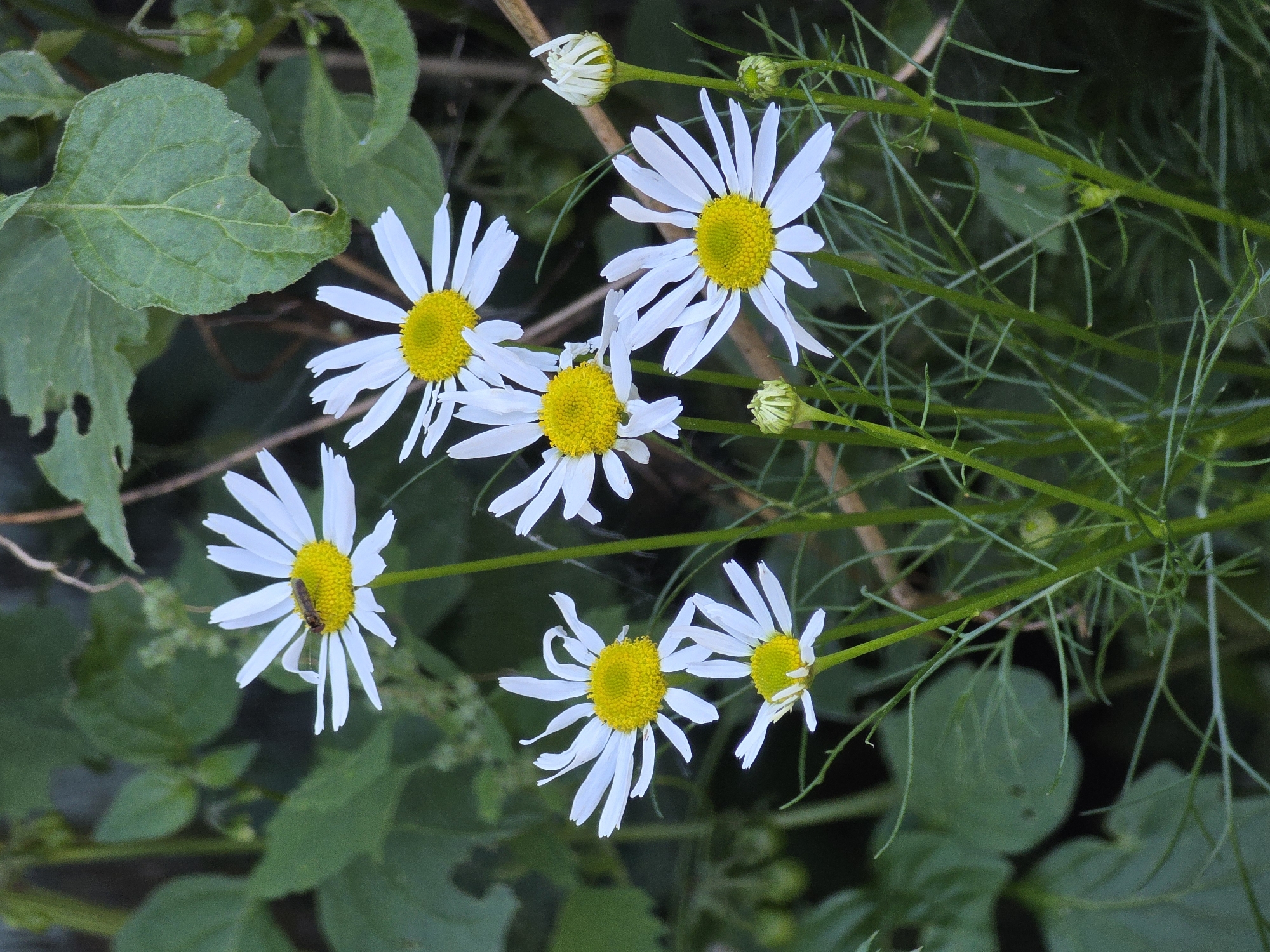 A cluster of white daisies with yellow centers are in bloom against a backdrop of lush green foliage. One daisy in the upper left corner has a small insect with a brown body and transparent wings resting on its petals. The daisies have slender white petals, some of which are slightly curled. The stems and leaves of the plants are a vibrant green. The environment appears to be natural, possibly a garden or wild growth. There is no indication of the city of Речицы, Russia, in the image itself.