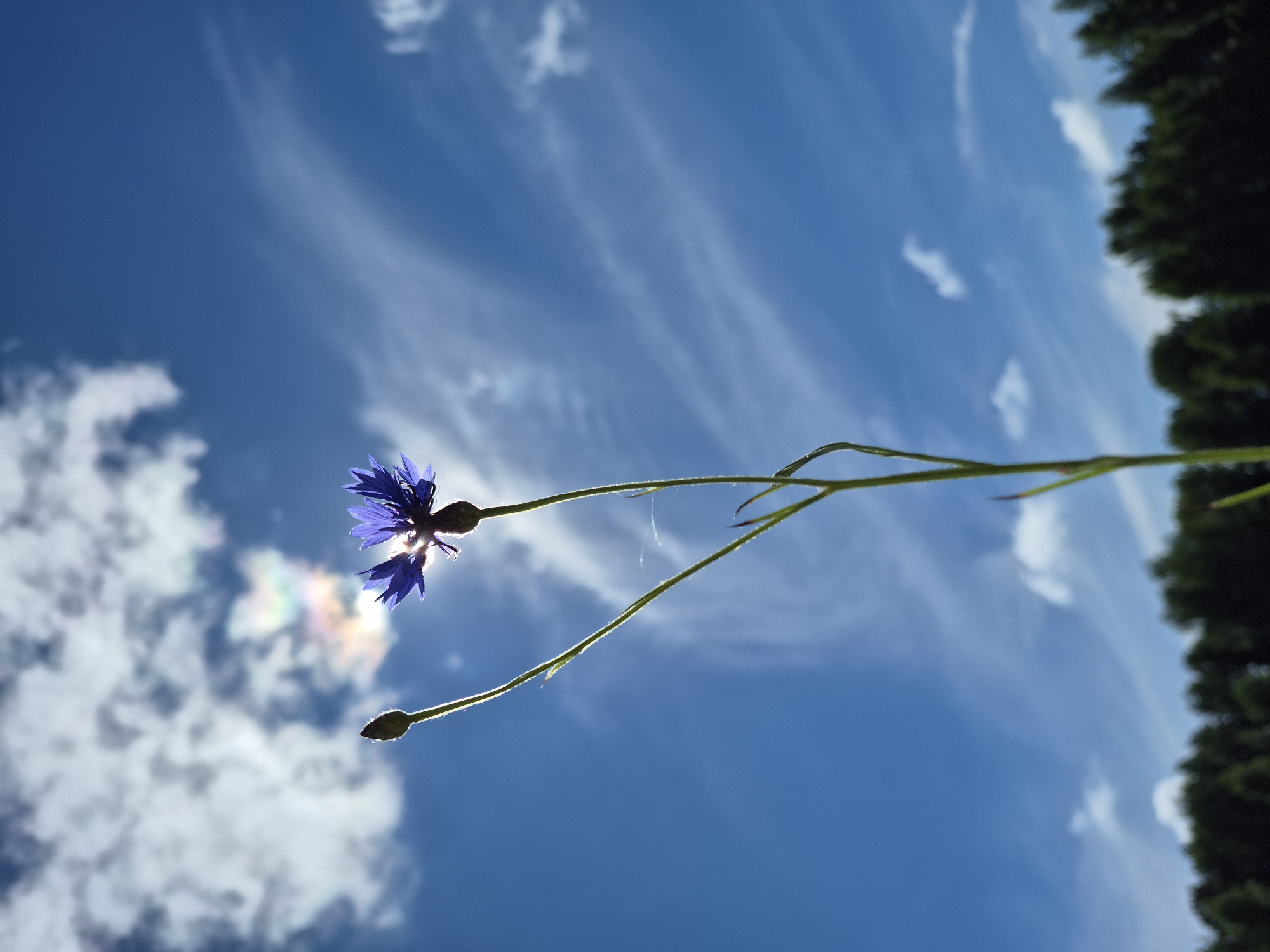 This is a vertical, close-up shot of a single, delicate blue cornflower in full bloom, silhouetted against a bright blue sky dotted with wispy white clouds. The sun is positioned behind the flower, creating a slight halo effect and casting a gentle glow. To the left of the blooming flower is a closed bud on a thin stem, mirroring the taller stem of the flower. The flower and bud are backlit, with the sun's rays filtering through the petals. A hint of a rainbow shimmer can be seen in a cloud formation above and to the left of the flower. In the background, a dark, dense line of trees forms the horizon against the blue sky. The image appears to be taken outdoors, likely in a natural or semi-natural setting with a clear sky and sunny conditions. There is no indication of the specific location within the city of Karsha, Russia.