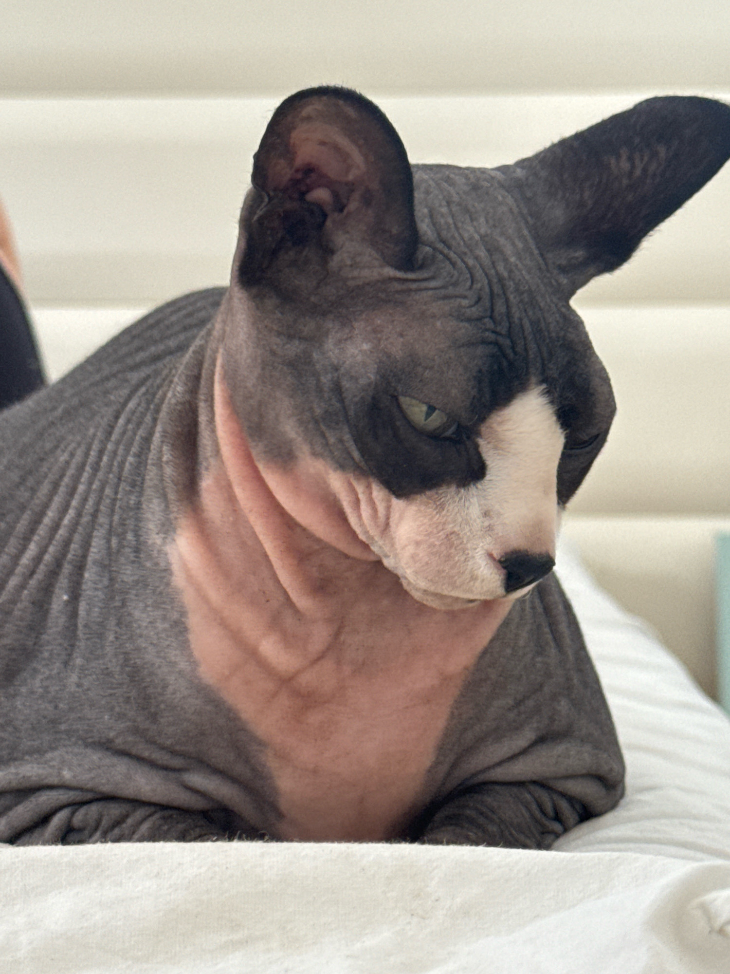 A close-up, low-angle shot shows a hairless Sphynx cat with dark grey and pink skin. The cat is lying down on a white, textured surface, possibly a bed or a couch. Its head is turned to the right, and its gaze is directed downwards, giving it a contemplative or slightly displeased expression. The cat's prominent ears are visible, with one slightly tilted forward. The background consists of a slightly out-of-focus, light-colored surface, likely a wall or headboard, with horizontal indentations. The lighting is soft, highlighting the wrinkles and texture of the cat's skin. There are no visible indications of the location being in Netanya, Israel, or any other specific city.