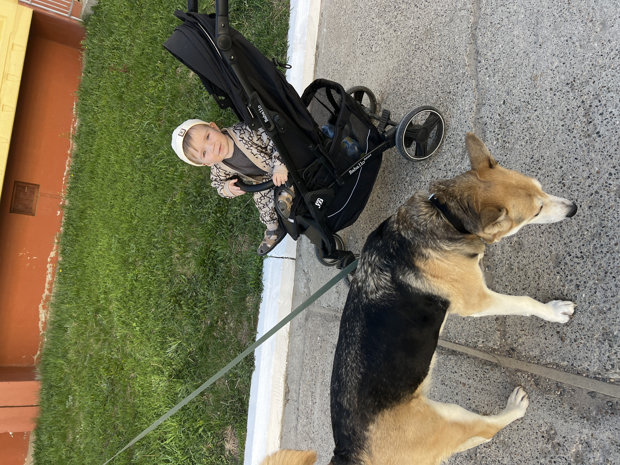 A child is seated in a black stroller on a concrete surface, with a dog on a leash standing beside it. The child, wearing a patterned jacket and white hat, is looking up with a smile. The stroller is branded "Babalillo Future". The dog, with a black and tan coat and a black collar, faces away from the child. Green grass is visible on the left, with a building's exterior to the left of the grass. The scene appears to be outdoors, likely in a city environment. While it's challenging to confirm the specific location as Noviy, Russia, based solely on the visual information provided, the image's content and setting are consistent with a typical urban scene in Russia.