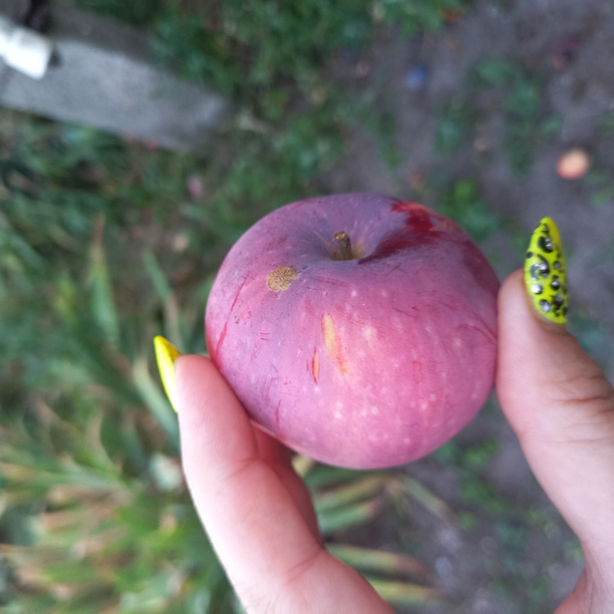 A close-up, over-the-shoulder shot captures a person's hand holding a single, ripe plum. The plum is a deep reddish-purple with a slightly bruised appearance and faint scratches on its surface. A small, textured spot is visible near the top of the fruit. The hand, with light pink skin and bright yellow, leopard-print painted fingernails, gently cradles the plum. The background is a blur of green foliage and dirt, suggesting an outdoor setting. The image was taken in Klyntsi, Ukraine.