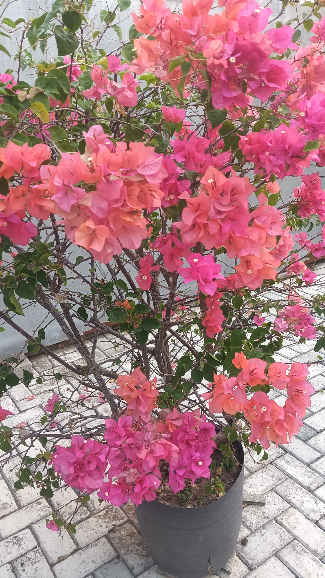 A potted Bougainvillea plant with vibrant pink and coral bracts is displayed in front of a gray textured wall. The plant is in a dark gray cylindrical pot, which sits on a light gray brick-paved surface. The leaves are a deep green. The image appears to be taken outdoors, possibly in a residential or public area. The lighting suggests it is daytime. There are no people or animals visible in the image. The context of Dukuh, Indonesia, is provided without any visual cues within the image to confirm it.