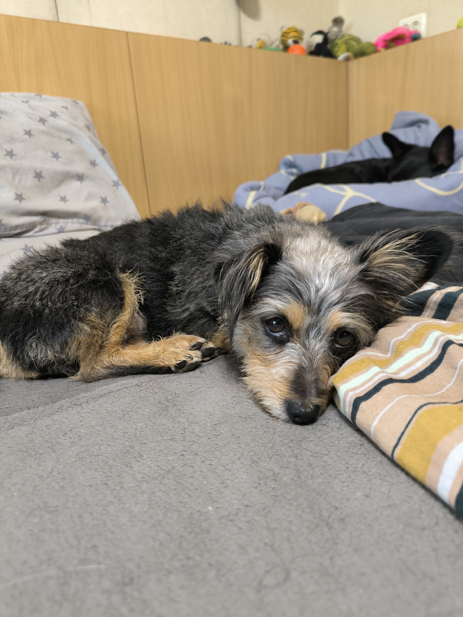 The image shows two dogs lying on a bed. In the foreground, a small, scruffy dog with black, gray, and tan fur is lying on its side, resting its head on a striped pillow. Its eyes are open, and it appears to be looking directly at the camera. In the background, a black dog is sleeping on a blue blanket. The bed appears to be in a bedroom, with a wooden headboard behind the dogs. The overall impression is one of domestic comfort and relaxation. There is no indication of the location being in Mykolaiv, Ukraine.