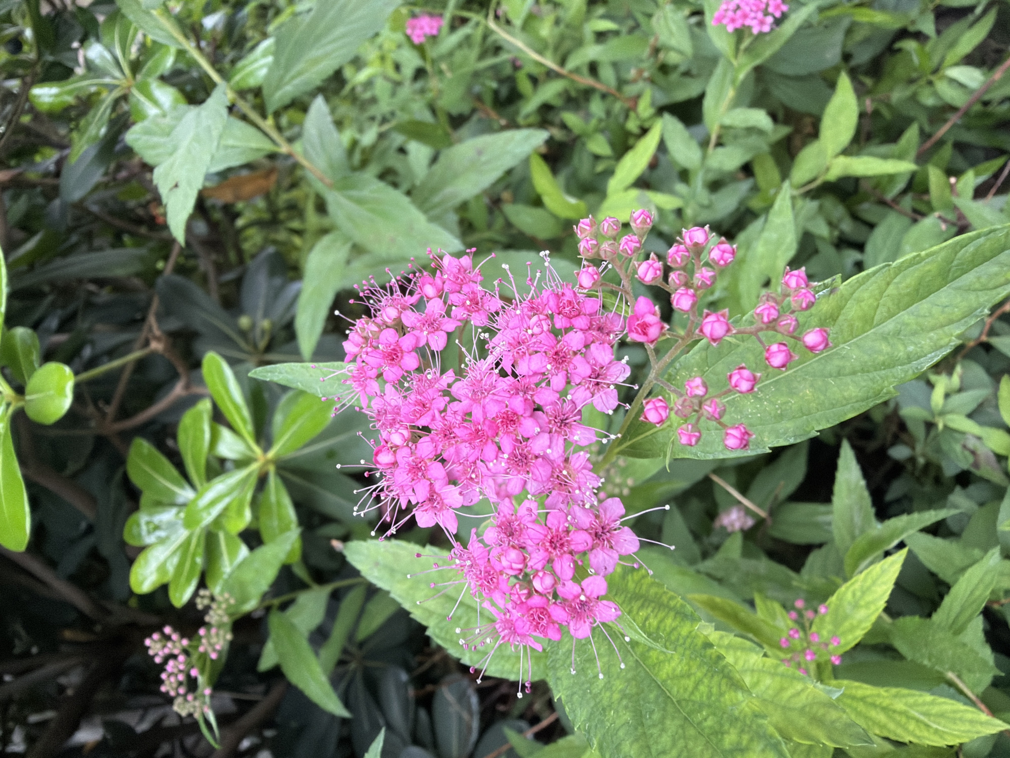 The image presents a close-up view of a cluster of bright pink flowers, likely a Spiraea japonica variety, surrounded by green foliage. The leaves vary in shape and texture, suggesting a diverse range of plant life within the frame. The location is Chongqing High-tech Zone, China. No people are visible.