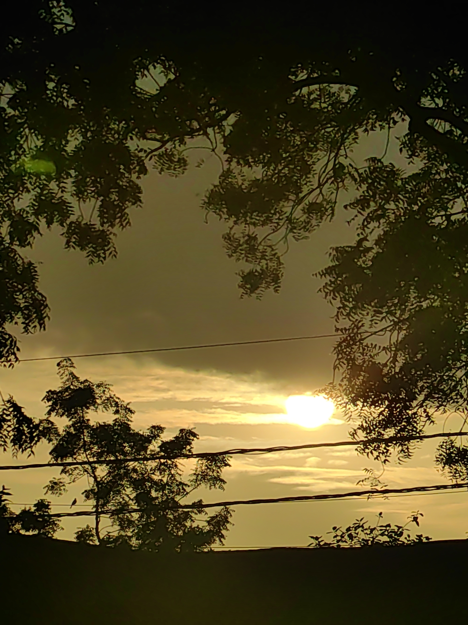 The image depicts a silhouetted view of trees against a hazy sky, likely during sunrise or sunset, in Mhaiswadi, India. The sun, a bright, diffused orb, is visible in the center-right of the frame, partially obscured by clouds and foliage. Several horizontal wires, possibly power lines, stretch across the image, with one wire in the foreground featuring a small bird perched on it. The foreground is dominated by dark silhouettes of trees and bushes, with the suggestion of a wall or rooftop at the very bottom. The overall atmosphere is dusky and tranquil, with the warm hues of the sky suggesting a natural phenomenon. There are no visible people or discernable actions.