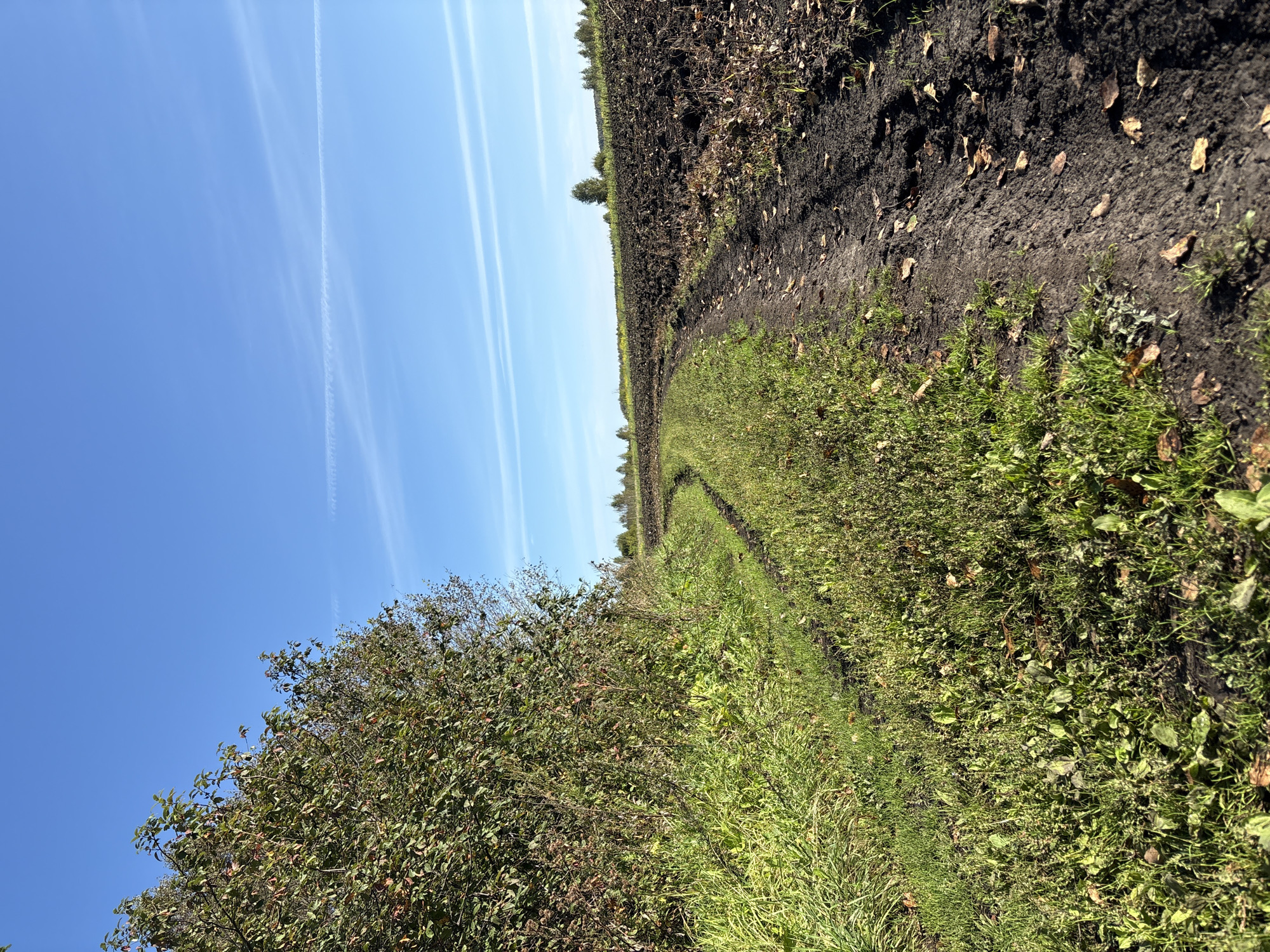 The image depicts a rural scene under a clear blue sky with faint white contrails from an aircraft. On the left side of the frame, a dense cluster of green and brown foliage, appearing to be a tree or shrub line, dominates the left edge. To the right of the foliage is a patch of vibrant green grass. A dirt path, showing signs of tire tracks, winds its way from the foreground into the distance, curving to the right. To the right of the path is a dark, plowed field, with scattered dry leaves and sparse vegetation visible. In the background, a line of trees marks the horizon, with a few scattered trees in the mid-ground. The overall impression is one of a natural, untamed landscape, possibly on the outskirts of Verkh-Bobrovka, Russia, given the context. There are no people or animals visible in the image.