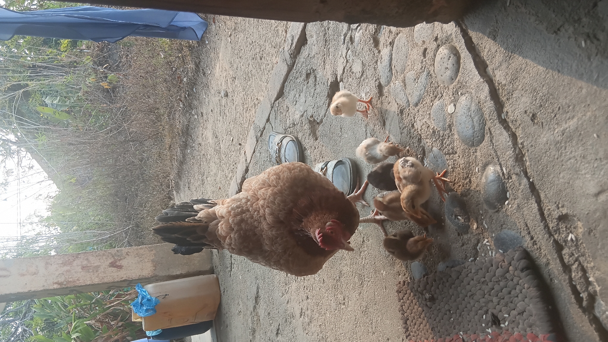 In Prabumulih, Indonesia, a mother hen with light brown feathers and a dark, segmented tail gathers a clutch of six small chicks on a rough concrete ground speckled with pebbles and grains of rice. The hen is positioned to the left of the frame, its head lowered as if pecking at the ground. Among the chicks, several are light yellow, one is darker brown, and another appears to have a mix of light and dark feathers. One chick stands slightly apart to the right, facing the camera. Behind the hen, a pair of dark-colored slides with a gold chain detail lie on the ground. To the far left, a large beige plastic container with a blue plastic bag on top stands next to a rough, textured pillar, suggesting an outdoor or utilitarian area. The background consists of dry, sparse vegetation and tall, thin branches, with a sliver of a blue cloth hanging on the right edge of the frame, partially obscuring the dense foliage. The overall lighting indicates a bright, possibly sunny day.