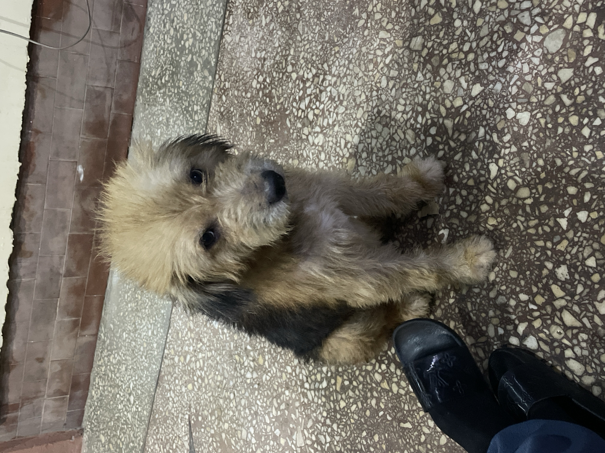 A medium-sized, tan and black mixed-breed dog is sitting on a speckled terrazzo floor. The dog has shaggy fur, dark eyes, and a black nose. It is looking towards the camera with a slightly sad expression. In the lower left corner of the image, a person's feet are visible, wearing black slides. The background consists of a tiled wall and a textured floor. The scene appears to be indoors or in a covered outdoor area, possibly a walkway or courtyard, and could be located in the city of Jos, Nigeria, given the architectural style of the wall and floor. There are no other people or animals visible besides the dog and the person's feet. The lighting suggests it is daytime.