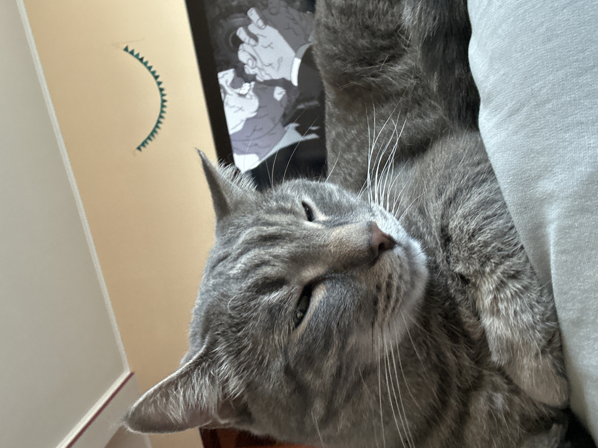 A close-up, eye-level shot depicts a gray tabby cat lying on a light-colored surface, possibly a cushion or a soft piece of furniture. The cat's face is tilted, with partially closed eyes and prominent whiskers. In the background, there is a framed black and white artwork and a tan wall with a partial green semi-circular decoration. The location in Krasnoyarsk, Russia is not discernible from the visual information.