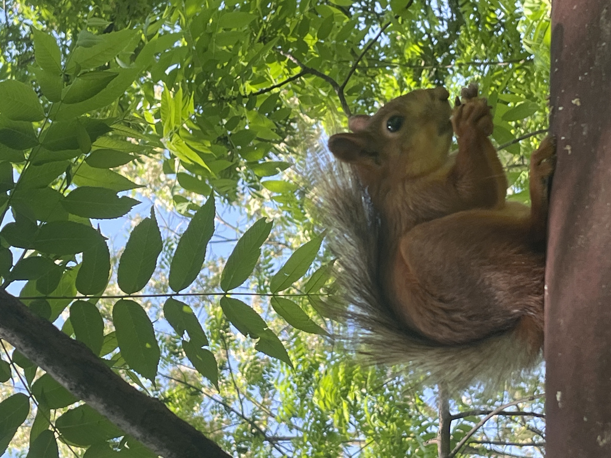 A squirrel clings to a dark-brown pole in Krasnodar, Russia. The animal is reddish-brown with a bushy tail, holding something in its paws and looking upward. Lush green foliage surrounds the squirrel, with glimpses of a blue sky visible through the leaves. The scene is captured from a low angle, looking up into the canopy.