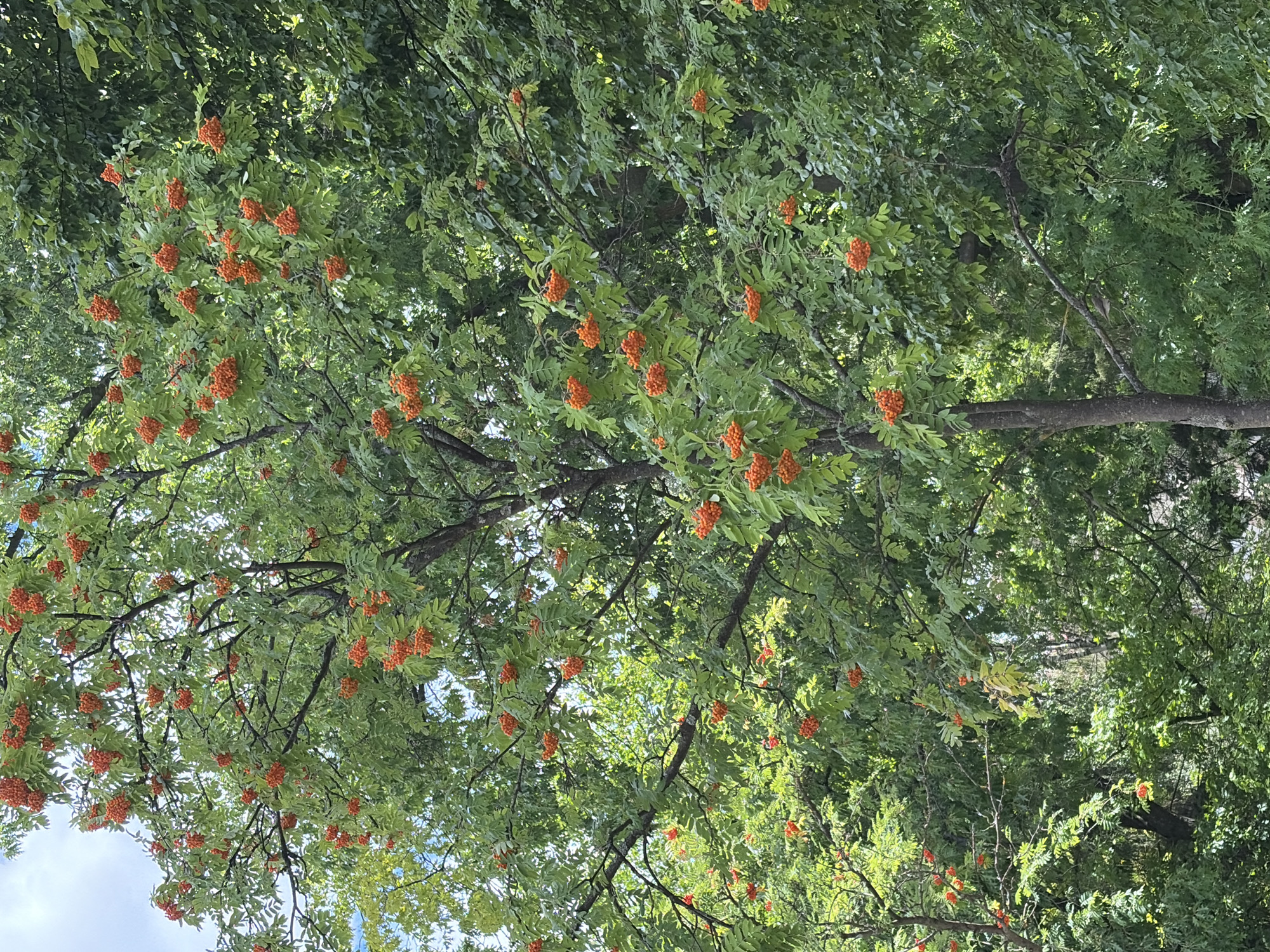 A dense canopy of green leaves and clusters of bright orange berries dominate the frame of this outdoor image. The berries, small and round, are arranged in clusters on branches. The overall impression is of a tree laden with fruit, likely a rowan tree. The background consists of more foliage and hints of a sky. The scene is static, with no visible people or animals. The lighting suggests it is daytime, with sunlight filtering through the leaves. The image appears to be taken from a low angle, looking up into the tree.
