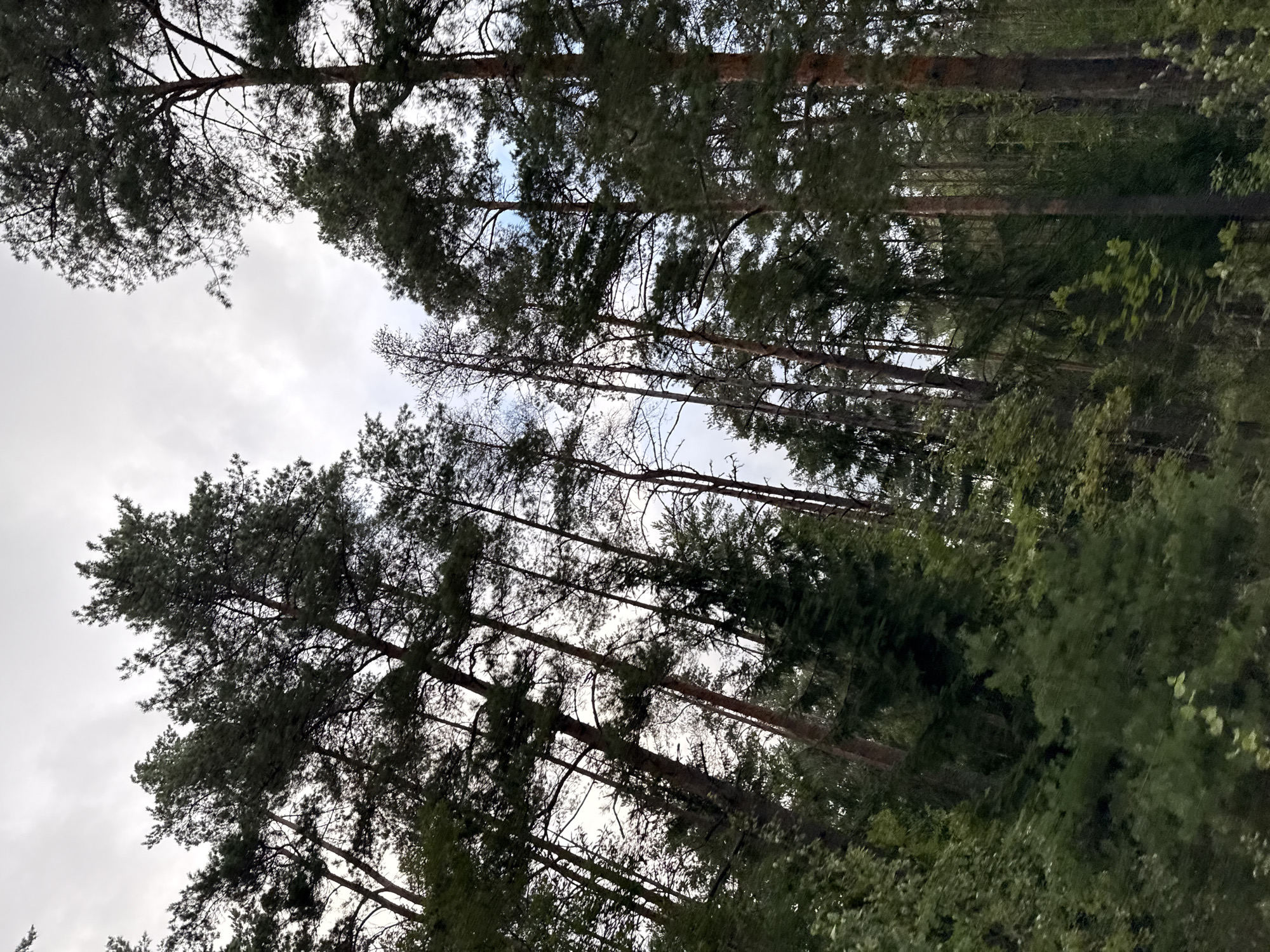 The image depicts a dense forest, likely in Kangru alevik, Estonia, with tall pine trees dominating the scene. The perspective is looking upwards towards a cloudy sky, with the tops of the trees silhouetted against it. The lower part of the image is filled with lush green foliage, suggesting a summer or late spring setting. There are no people or animals visible in the frame. The overall impression is one of a natural, untamed landscape.