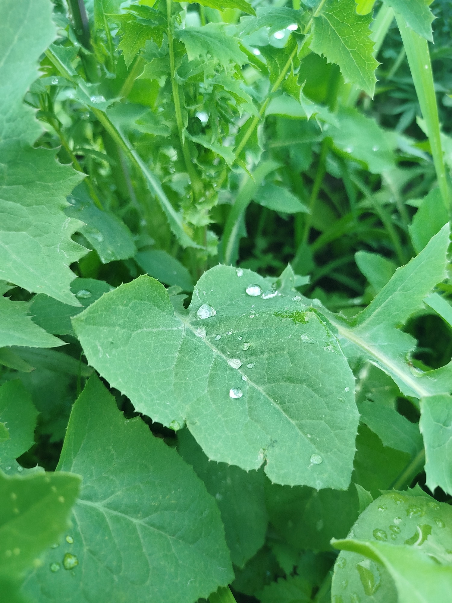 The image shows a close-up of green leaves, some of which are covered in water droplets. The leaves appear to be from a plant with serrated edges. The background is out of focus and consists of more green foliage. The lighting suggests it could be daytime, possibly after rain or dew. The setting appears to be outdoors, with the plants in a natural environment. There are no people or animals visible in the image. The focus is on the texture and detail of the leaves and water droplets. There is no visible text. The location context is Zavodoukovsk, Russia.