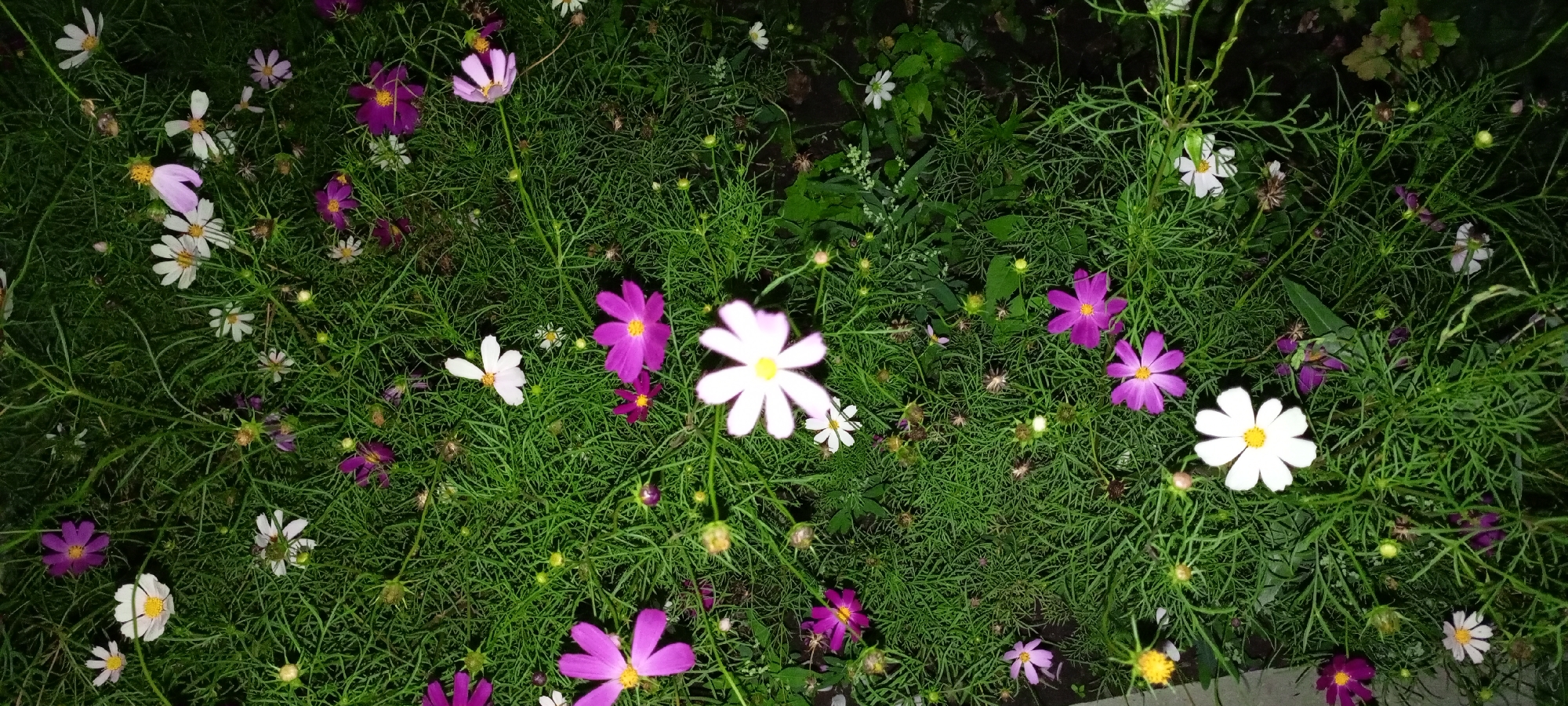 A close-up, high-angle shot shows a dense patch of green foliage with scattered cosmos flowers in various stages of bloom. The flowers are predominantly white and pink, with some darker purple blooms. The foliage is feathery and forms a lush carpet. The scene appears to be a garden or natural area in Kirsanov, Russia, likely during daylight hours based on the illumination of the flowers. There are no people or visible actions depicted.