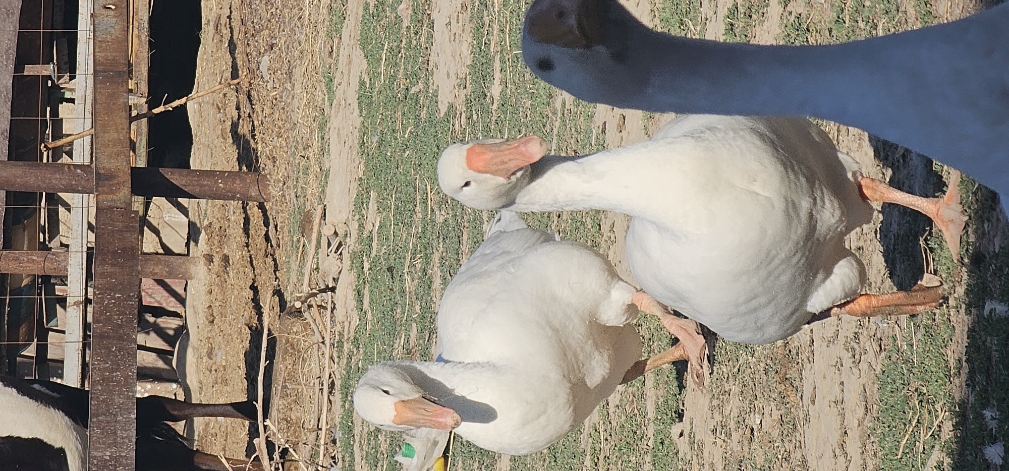 The image depicts three domestic geese in an outdoor, rural setting. Two white geese are in the foreground, with one facing left and the other facing forward. A third goose, partially obscured and darker in color, is positioned to the right of the white geese and is also facing forward. The geese are standing on dry, dusty ground with sparse patches of green grass. In the background, there is a rustic, weathered wooden fence structure with metal supports. The overall environment suggests a farm or an animal enclosure. The image does not contain any information or context linking it to the city of Ленинабад, Uzbekistan.
