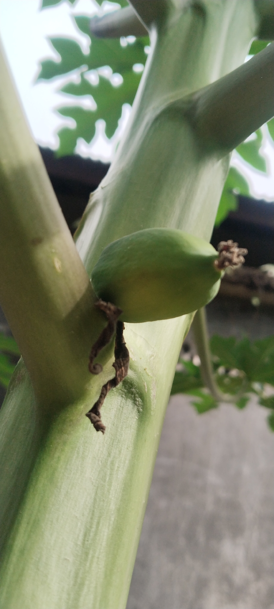 A close-up shot captures a developing green fruit, likely a papaya, attached to a thick, light green stem. The fruit is oval-shaped and rests against the textured surface of the main stem, which is intersected by another branching stem. Dark, dried tendrils hang down from the point of attachment, adding a natural, organic element to the scene. In the background, blurred green leaves suggest the presence of other foliage, possibly from the same plant or surrounding vegetation. The environment appears to be outdoors, with hints of a muted, possibly overcast sky or bright diffused light. There are no people or animals visible in the image. The photograph seems to be taken in an outdoor setting in Blangjruen, Indonesia, possibly a garden or natural area.