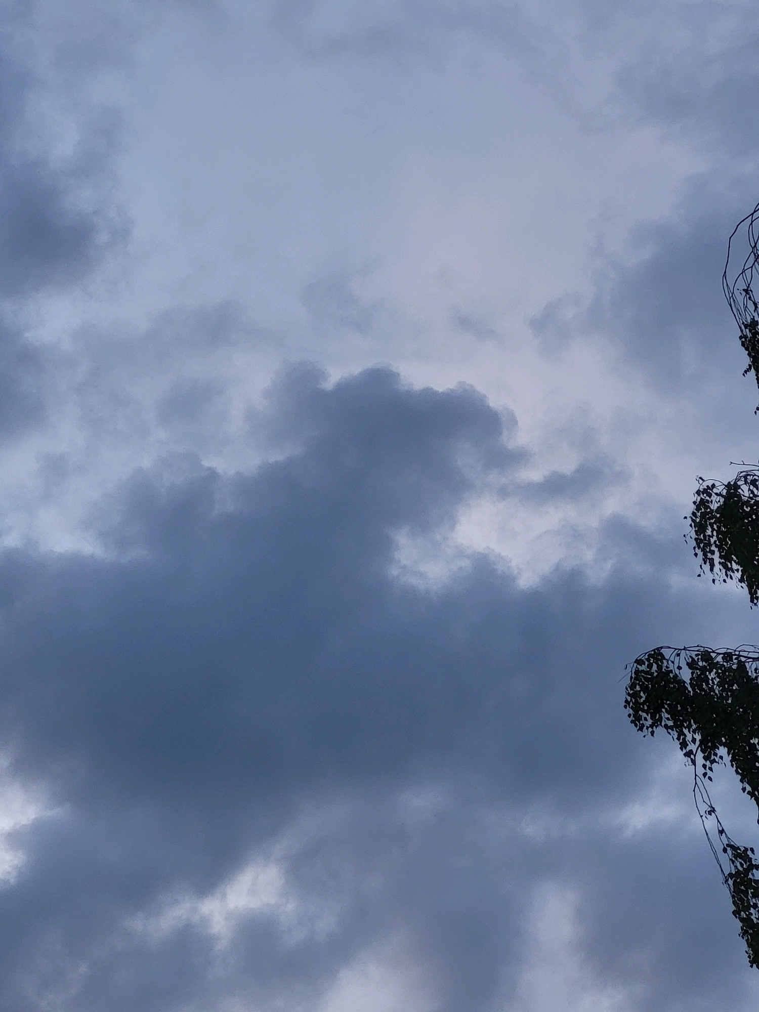 A low-angle shot captures a cloudy, overcast sky. Dark grey clouds dominate the frame, with lighter grey and white patches indicating varying cloud density. On the right side of the image, the top portion of a dark-leafed tree hangs into the frame. The scene appears to be outdoors, with no discernible structures or people visible. The overall impression is one of a somber or potentially stormy atmosphere. The location is the city of Ozolnieki, Latvia.