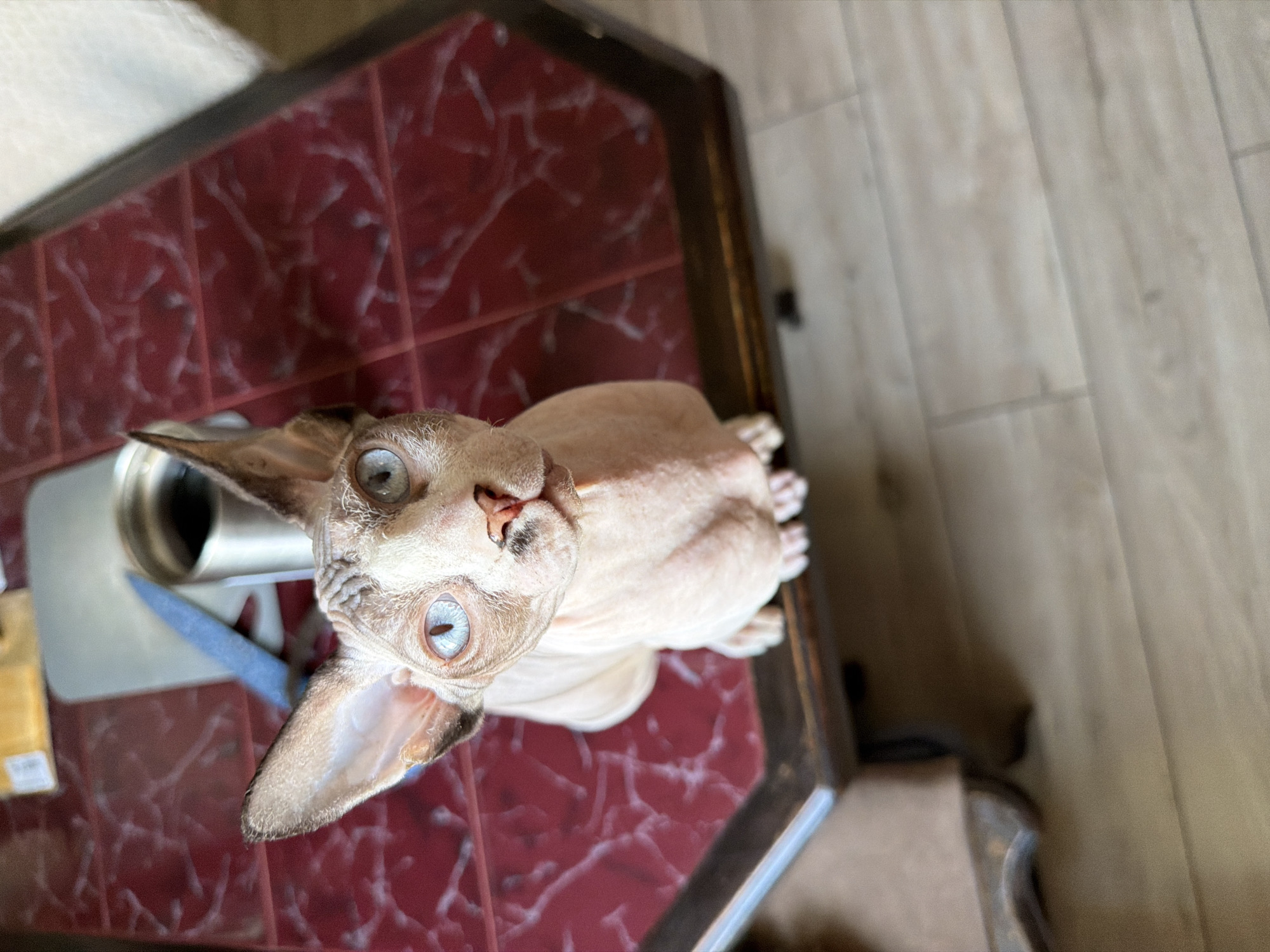 A Sphynx cat with striking blue eyes and tan markings sits on a dark wood table with a red, patterned surface. The cat is looking upwards, its head tilted slightly. In the background, a silver thermos and a blue knife are visible on a silver scale. To the left of the cat, a portion of a brown armchair can be seen. The floor beneath the table is made of light-colored wood planks.