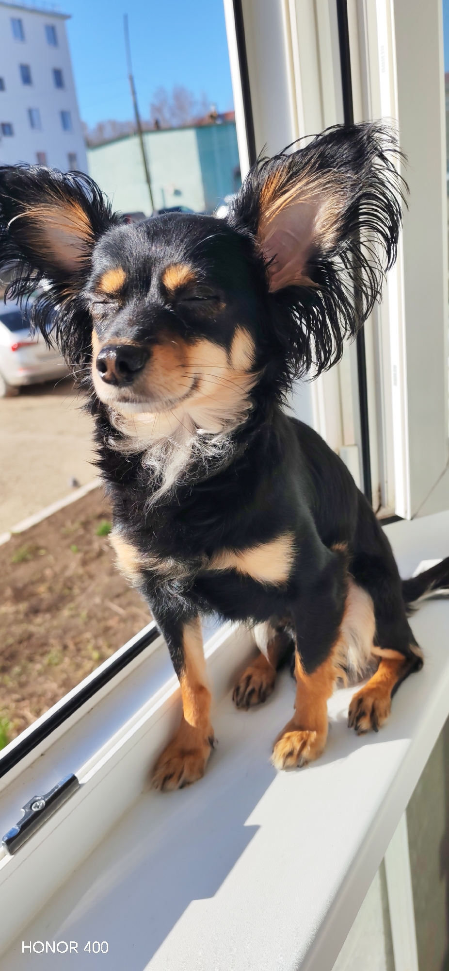 A black and tan long-haired Chihuahua is sitting on a white window sill indoors, eyes closed, basking in the sunlight. The dog is facing forward, with its front paws on the sill. The window overlooks an outdoor scene with a car and some greenery. The image appears to have been taken in Noviy, Russia, judging by the “Honor 400” branding on the sill. The scene is bathed in bright sunlight.