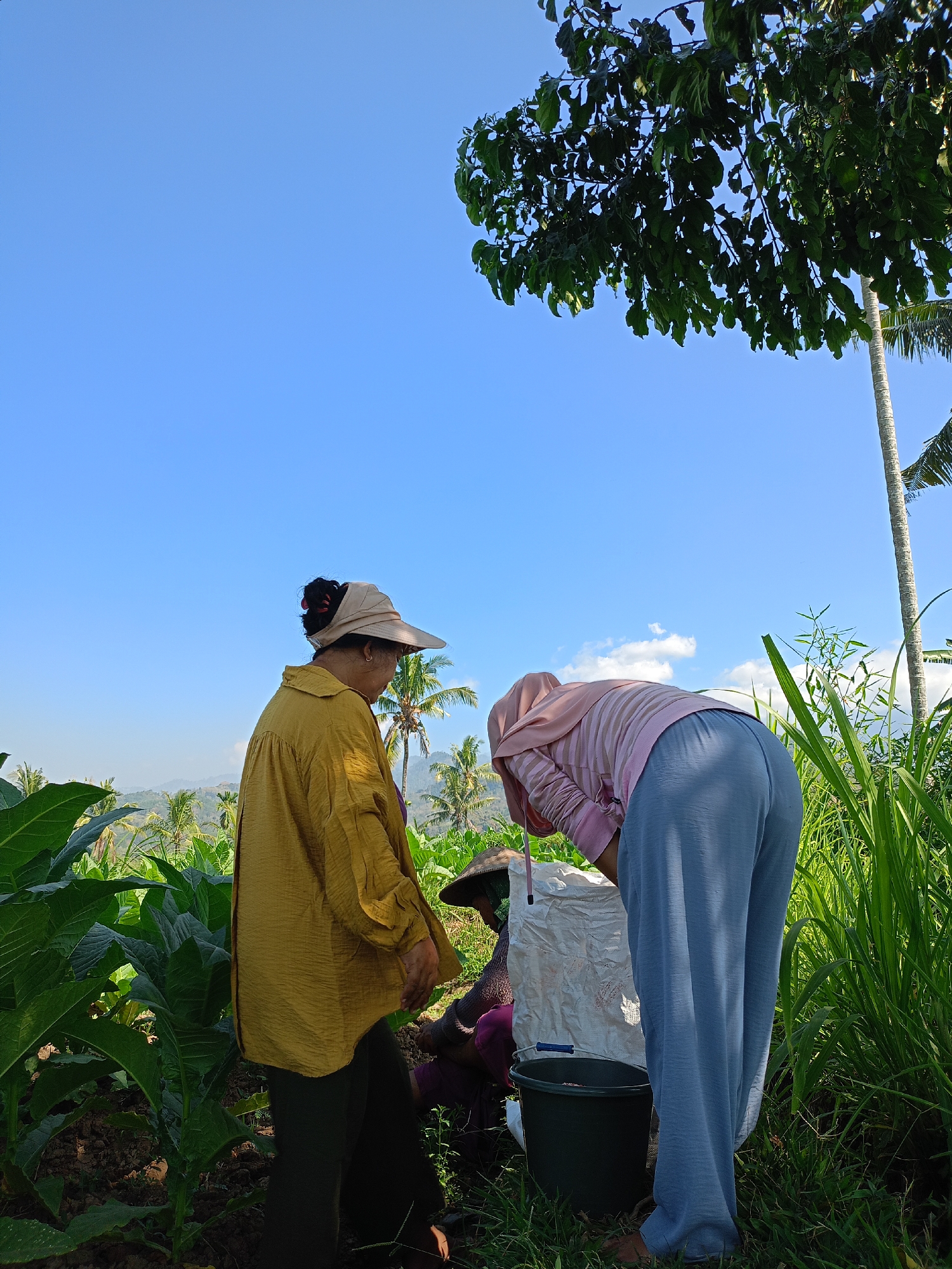 This is a photograph taken outdoors in a rural setting, possibly a farm, in the city of Jelbuk, Indonesia. The image features two individuals, likely women, engaged in agricultural work.
In the foreground, a person wearing a light brown wide-brimmed hat and a mustard-yellow collared shirt is looking down. Their hair is pulled back, with some dark strands visible. They are wearing dark pants. To their right and slightly behind, another person is bent over, wearing a pink headscarf and a striped pink and white long-sleeved top with blue pants. This individual is interacting with a large white sack. A dark green bucket is visible near the sack.
The environment appears to be a field with lush green crops, likely tobacco plants given the context of Jelbuk, Indonesia. In the background, a gently sloping landscape with more vegetation and palm trees is visible under a clear blue sky with a few scattered clouds. A tall, slender tree trunk, possibly a palm, is prominently positioned on the right side of the frame. The lighting suggests it is daytime, with sunlight casting shadows and illuminating the scene. The perspective is from a low angle, looking up at the subjects and the sky.