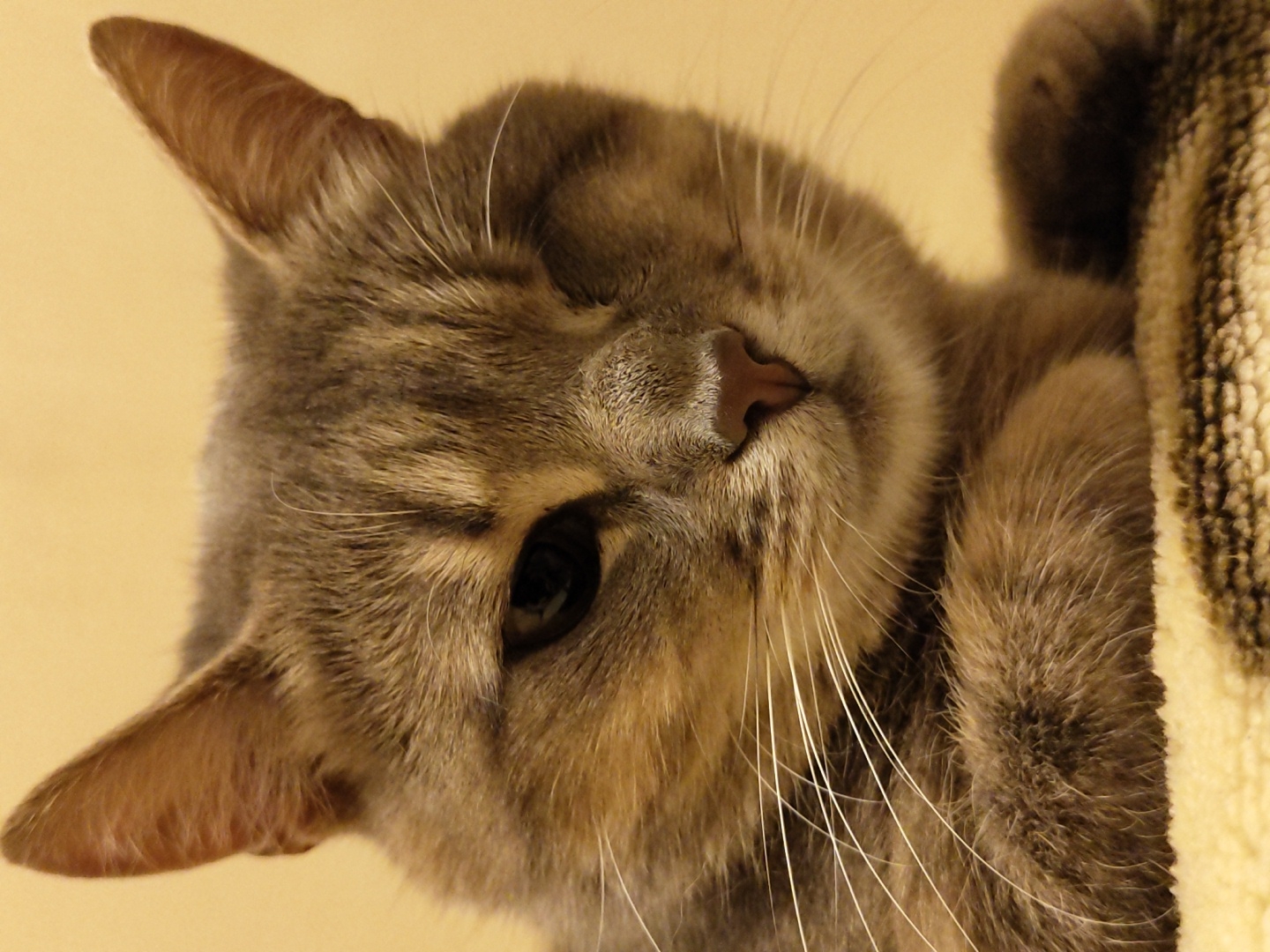 A close-up, head-on, medium shot captures a domestic cat in a relaxed pose. The cat is tabby-colored with grey and brown fur, and its left eye is closed, giving the impression it is winking. Its ears are pointed upwards, and its whiskers are long and white. The cat's nose is a light brown color. It is resting on a patterned surface, possibly a blanket or rug, which is beige and brown. The background is a soft, blurred yellow. The image is well-lit, with the focus sharp on the cat's face and front paws. There are no people visible in the image, and the environment appears to be indoors. The scene is static and uneventful.