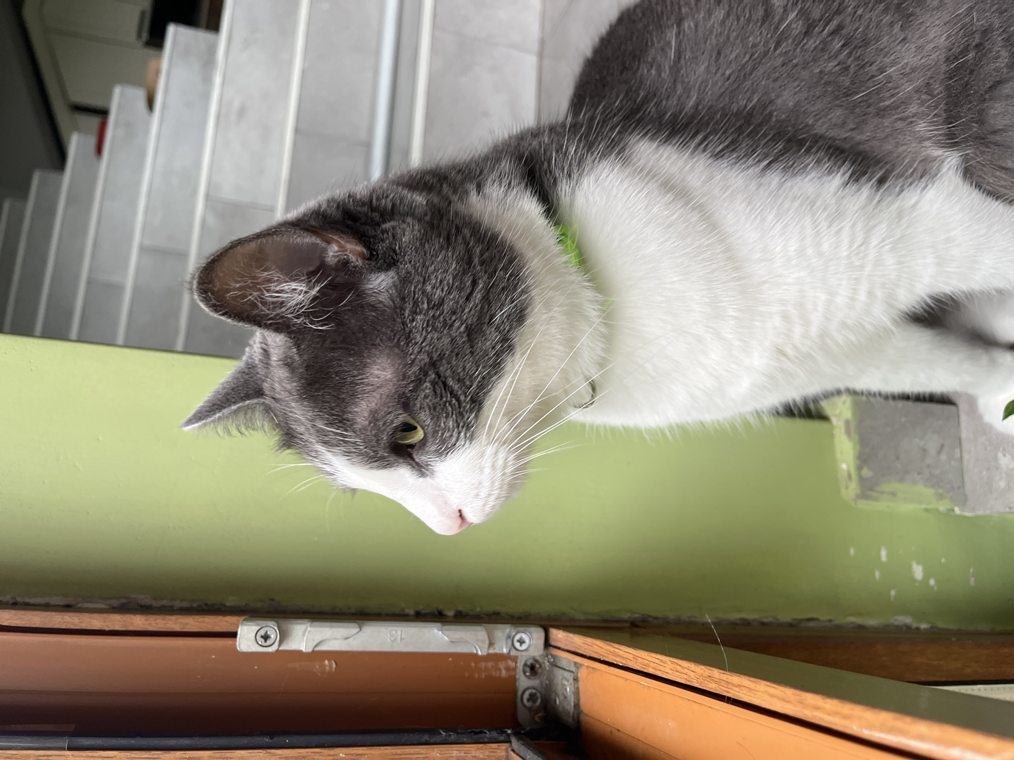 A grey and white cat with green eyes sits on a concrete step near a wooden window frame and a green painted wall. The cat is wearing a bright green collar. In the background, a grey staircase ascends to an upper level. The scene appears to be outdoors, possibly in a residential area. The image does not provide any specific information to indicate its location in Ureki, Georgia.