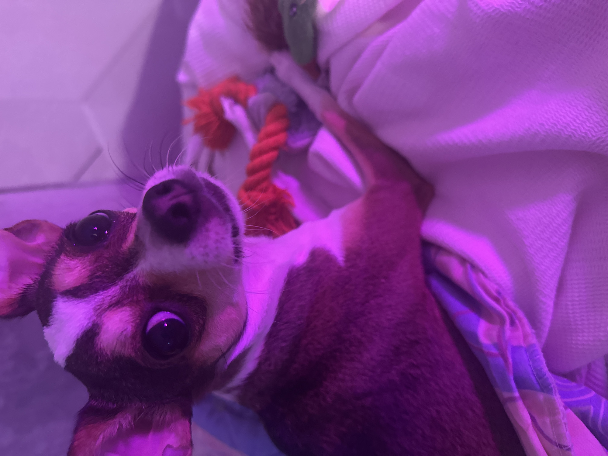 A chihuahua dog is lying on a soft, white blanket, illuminated by pinkish-purple light. The dog is facing the camera with its head tilted slightly, showcasing large, dark eyes with a reflection of light. It has brown and white fur, with white markings on its forehead, snout, and neck. Two dog toys, one red and one green, are visible near the dog. The background is out of focus and appears to be a room with a wall. The scene does not provide any information about the city of Mirny, Russia.