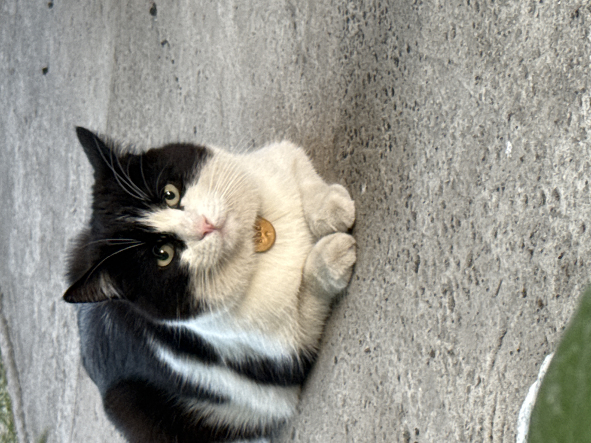 A black and white cat is lying on a concrete surface in Piatykhatky, Ukraine. The cat is looking directly at the camera with green eyes and has a pink nose. It is wearing a small, round, golden tag on a collar around its neck. The concrete surface appears rough and textured, with some small pebbles or debris visible. The lighting suggests it is daytime. To the right of the cat, a blurred green object, possibly a plant or leaf, is partially visible. The overall scene is simple and focuses on the cat against a neutral background.