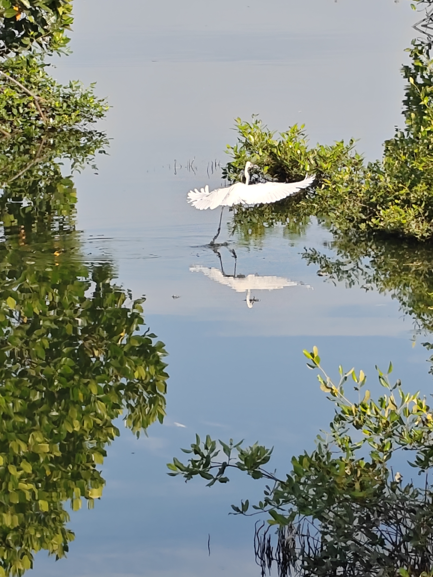 The image shows a great egret standing in shallow water among mangrove trees. The water reflects the bird and the blue sky. The location is likely a coastal area with mangrove vegetation in Lhokseumawe, Indonesia. The bird is captured mid-motion, with its wings spread wide.
