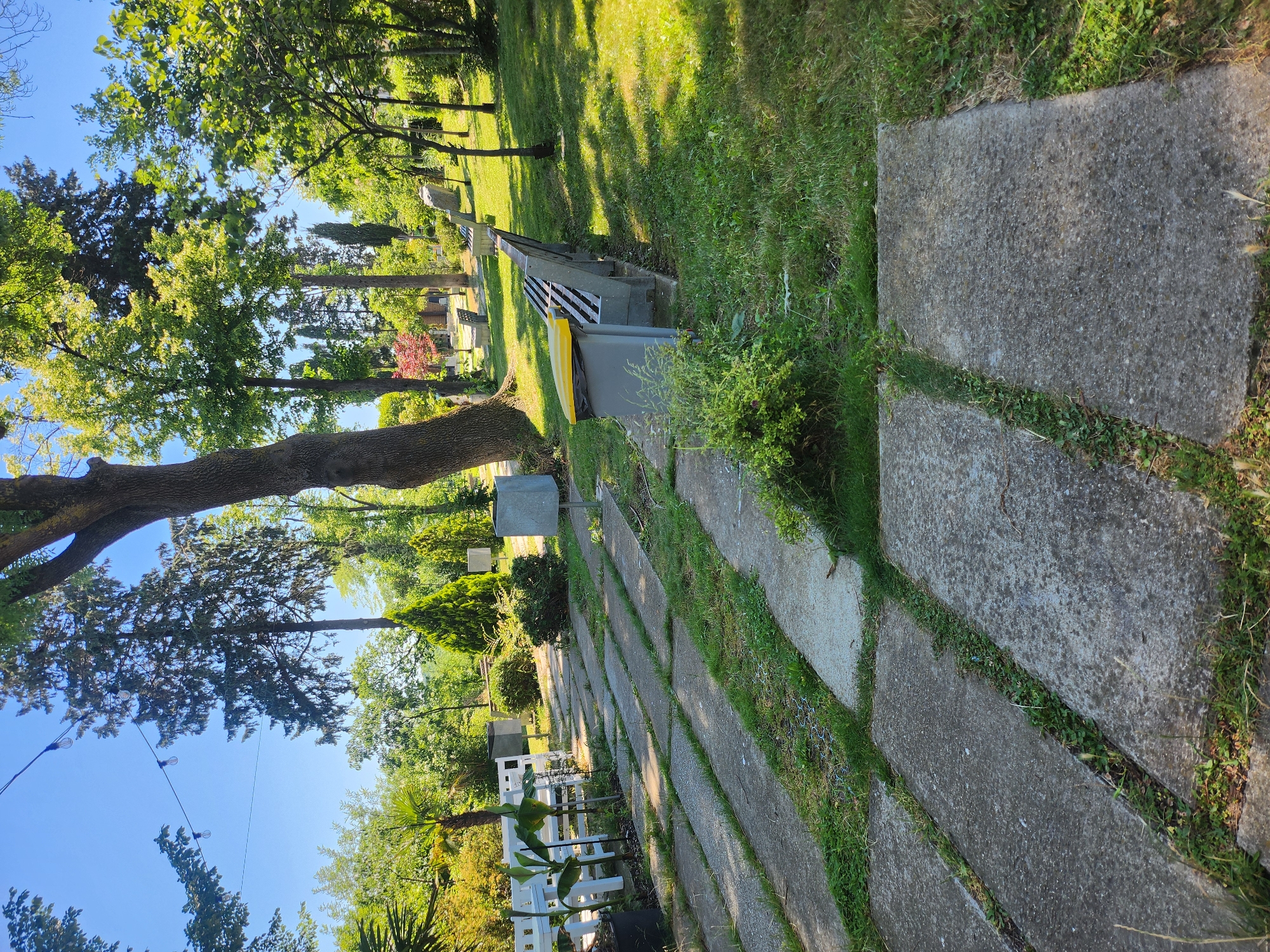 This media file depicts a sunny outdoor scene, likely in a park or cemetery, given the presence of gravestones and mature trees. The image is oriented vertically, with the sky occupying the top left portion and a paved pathway dominating the right side. The pathway is made of large, grey, rectangular concrete slabs interspersed with patches of green grass and small weeds.
Several large trees with lush green foliage are prominent throughout the scene. Their branches cast dappled shadows on the grass, suggesting it is daytime, with the sun at a moderate angle. In the background, more trees, some with dark bark, line the landscape, creating a sense of depth. A few gravestones are visible among the trees, some appearing as simple markers and others more elaborate.
Along the pathway, there's a bench and a grey refuse bin with a bright yellow lid. Further down the path, a white picket fence is visible, with a young plant, possibly a banana tree, growing nearby. The overall atmosphere is serene and peaceful. The clear blue sky and vibrant green foliage suggest fair weather, possibly late spring or summer. There is no visible text in the image. The location context provided is Tsarevo, Bulgaria.