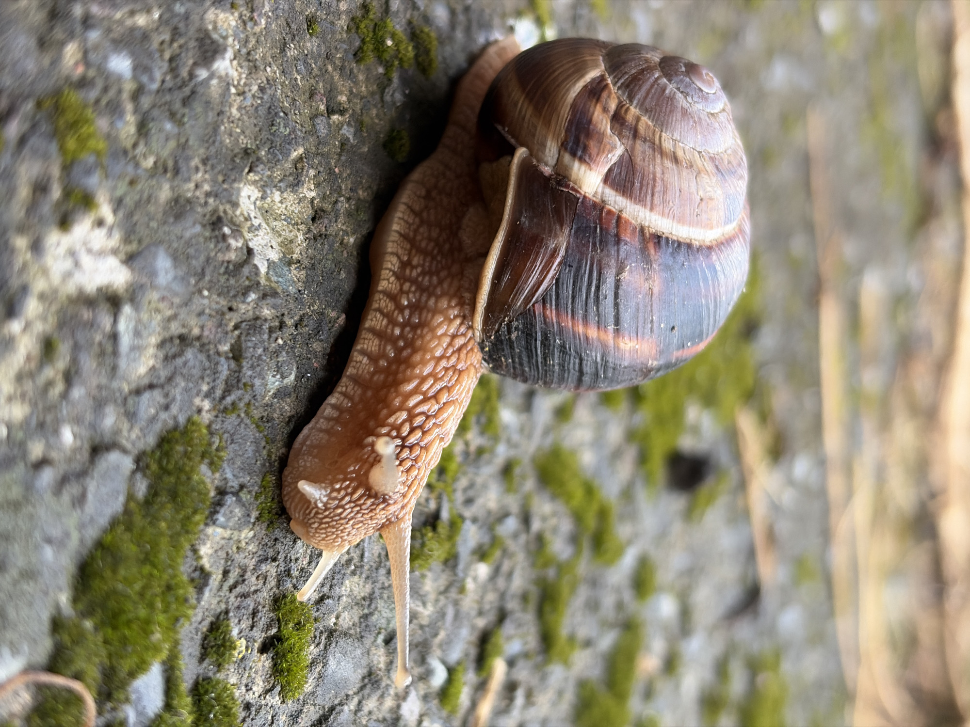 A close-up, low-angle shot captures a snail slowly crawling on a textured, moss-covered stone surface. The snail's shell is a dominant feature, showcasing spiral patterns in shades of brown and cream, with darker bands adding depth. Its body is a pale, translucent brown, textured with small bumps, and it extends a slender foot, leaving a trail of mucus. The snail's head is visible, with two delicate tentacles extended forward. Patches of vibrant green moss cling to the gray stone, adding a contrasting element to the scene. The lighting suggests it is daytime, with the sun highlighting the textures of the stone and the snail. The background is blurred, indicating a shallow depth of field, and hints at a natural outdoor setting, possibly in a garden or forest. The overall mood is one of quiet observation and appreciation for the small details of nature.