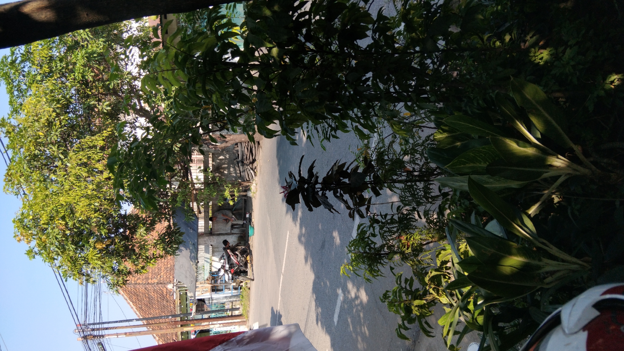 The image captures a street scene in Proyonanggan Tengah, Indonesia, bathed in natural daylight. In the foreground, lush green foliage, including large-leafed plants and smaller leafy plants, dominates the lower half of the frame, with sunlight casting distinct shadows on the leaves. A portion of a white helmet with red and black accents is visible in the bottom left corner.
Beyond the vegetation, a paved road runs horizontally across the image, with a white dashed line marking the center. The road is partially shaded by the trees and the surrounding structures. On the left side of the road, a motorbike is parked. Further back, a person is seen bending over, possibly engaged in an activity near a green basin. Adjacent to this activity, a wall is visible, and behind it, a house with a terracotta tiled roof and electrical wires strung across poles.
The background features dense green trees with large canopies, their leaves illuminated by the sun. The sky above is clear and blue. The overall environment suggests a residential or mixed-use area within the town, characterized by vegetation, infrastructure, and daily life activities.