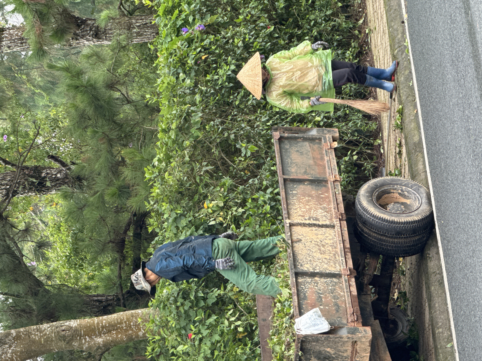 The image depicts a street scene in Da Lat, Vietnam, where two individuals are engaged in clearing vegetation. The foreground shows a portion of a truck bed filled with green foliage, suggesting recent collection or disposal of plant material. The truck appears to be a utility vehicle, likely used for maintenance or transport.
To the left, a person wearing a camouflage-patterned hat, a dark blue jacket, and green pants is partially visible, seemingly in the process of loading or managing the plant debris within the truck. Their hands are covered by striped gloves.
To the right, another individual is standing on a paved pathway next to the truck, wearing a conical straw hat, a translucent light green rain poncho, black pants, and blue rubber boots with red soles. This person is holding a broom, indicating they are involved in sweeping or tidying the area.
The background is characterized by dense green foliage and trees, consistent with the abundant plant life found in Da Lat. The overall environment suggests an outdoor, possibly humid or recently rainy, setting, as indicated by the wet appearance of the road and the attire of one of the individuals. The presence of the truck and the people working implies maintenance or landscaping activities are taking place in this urban or semi-urban area of Da Lat.