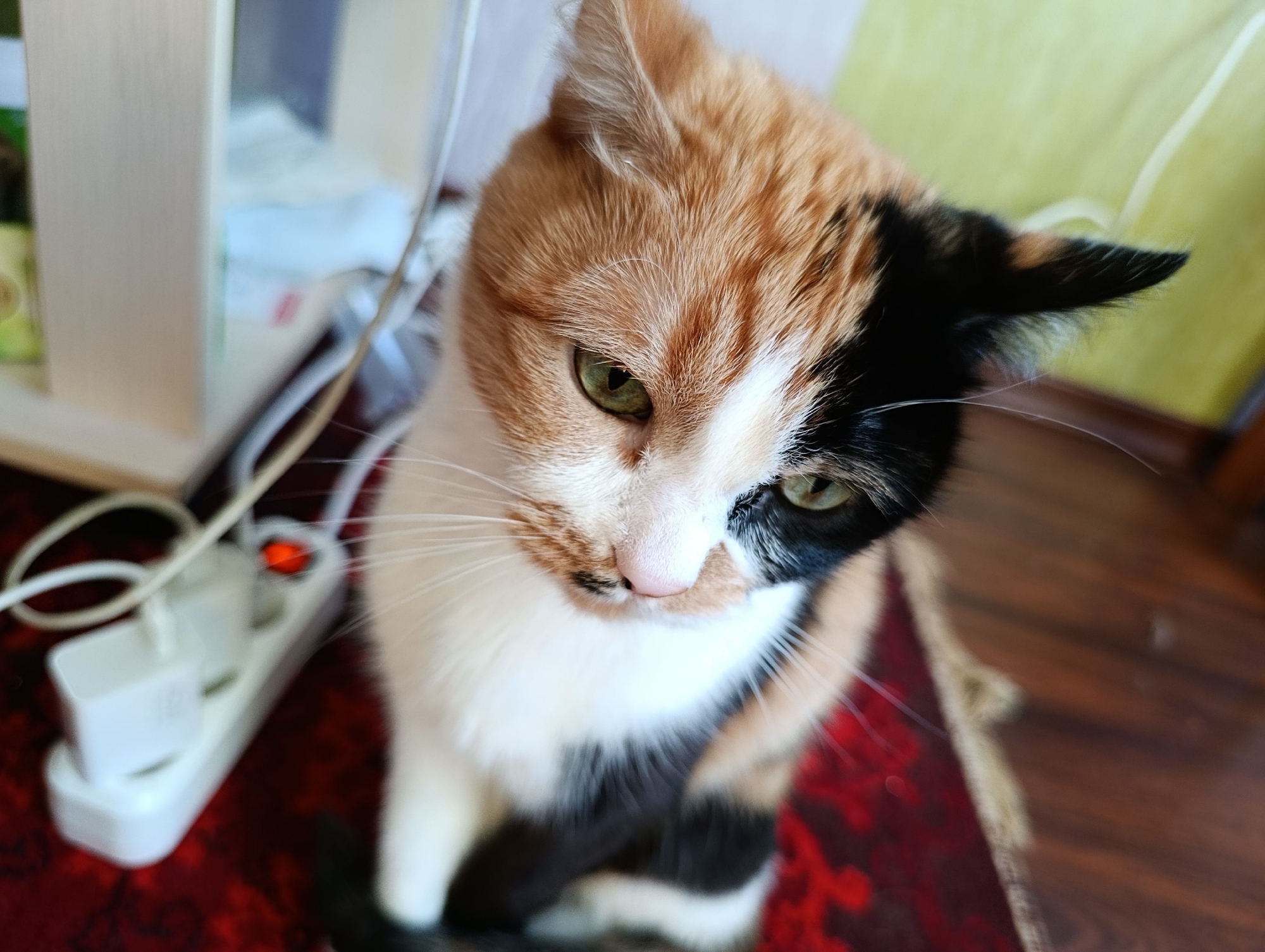 The image shows a calico cat with distinct patches of orange, black, and white fur. The cat has green eyes and a pink nose with some black markings. It is looking down and slightly to the left. The cat is sitting on a red mat with an intricate pattern, which is placed on a wooden floor.
In the background, to the left of the cat, there is a white power strip with several plugs. One of the plugs has a small red light indicating it is on. There are also white cables connected to the power strip, and some other items that are out of focus, including a white vertical object that might be part of furniture or shelving. A faint green and white object, possibly a bottle or container, is visible behind the shelving. The overall lighting suggests it is daytime, and the environment appears to be indoors, likely a home setting in Alexandrov, Russia. The cat's expression is calm and observant. There is no visible text in the image.