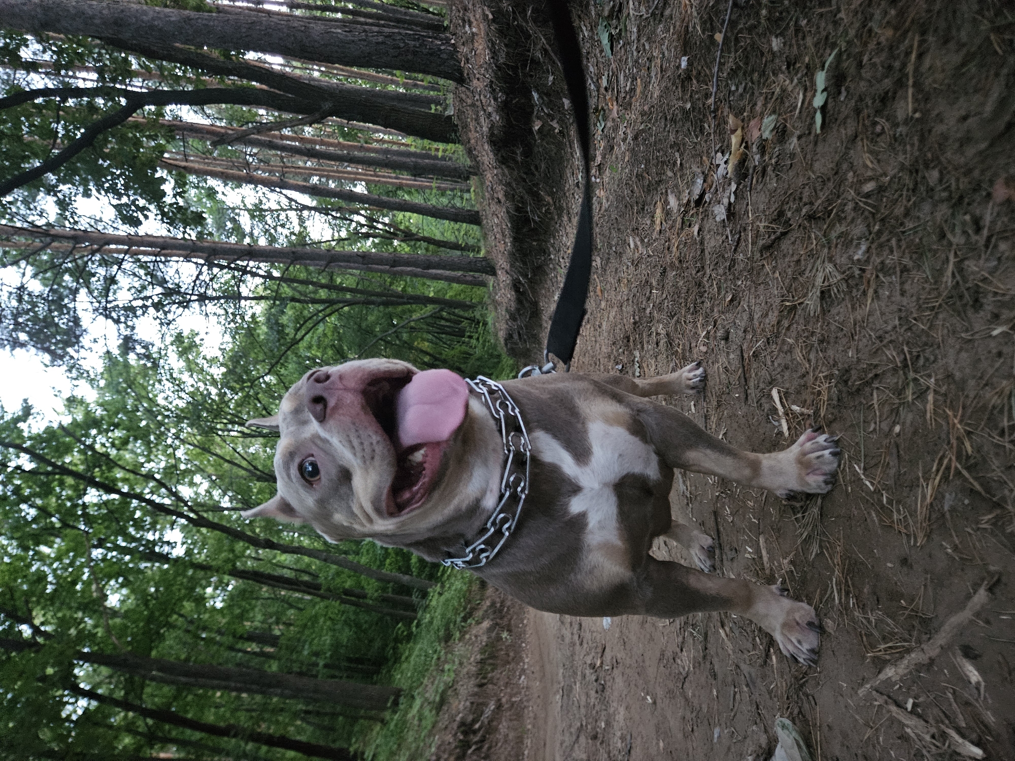 A medium shot shows a brindle and white dog standing on a dirt path in a forest. The dog is facing left and looking up and to the right, with its mouth open and tongue hanging out. It is wearing a thick silver chain collar and a black leash is attached to it. The ground is covered in dirt, pine needles, and dry leaves. The background is a dense forest with tall trees. The lighting suggests it is late afternoon or early evening. The image is focused on the dog, with the background slightly blurred.