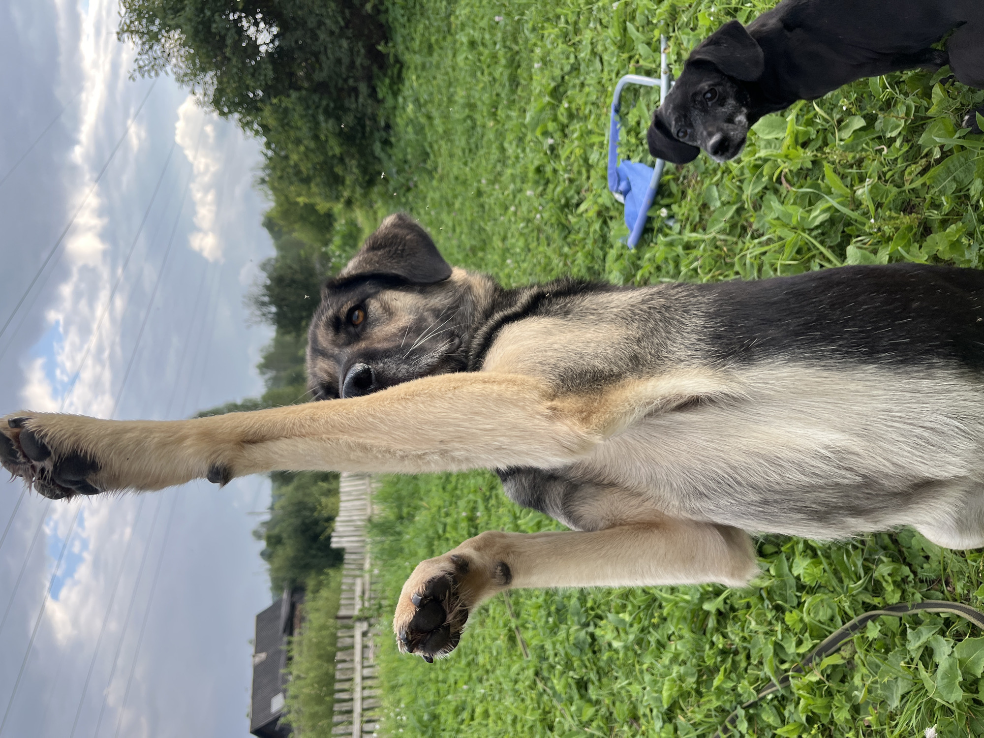 In a grassy outdoor area, possibly a yard in Nizhny Tagil, Russia, a large dog with a tan and gray coat stands on its hind legs, reaching one paw high into the air. Its front paws are raised, with one paw clearly visible in the foreground. To the right of the larger dog, a smaller black dog is seated, looking towards the camera. In the background, a wooden fence encloses an area with a dark wooden building and trees. A blue folding chair is also visible behind the larger dog. The sky above is cloudy.