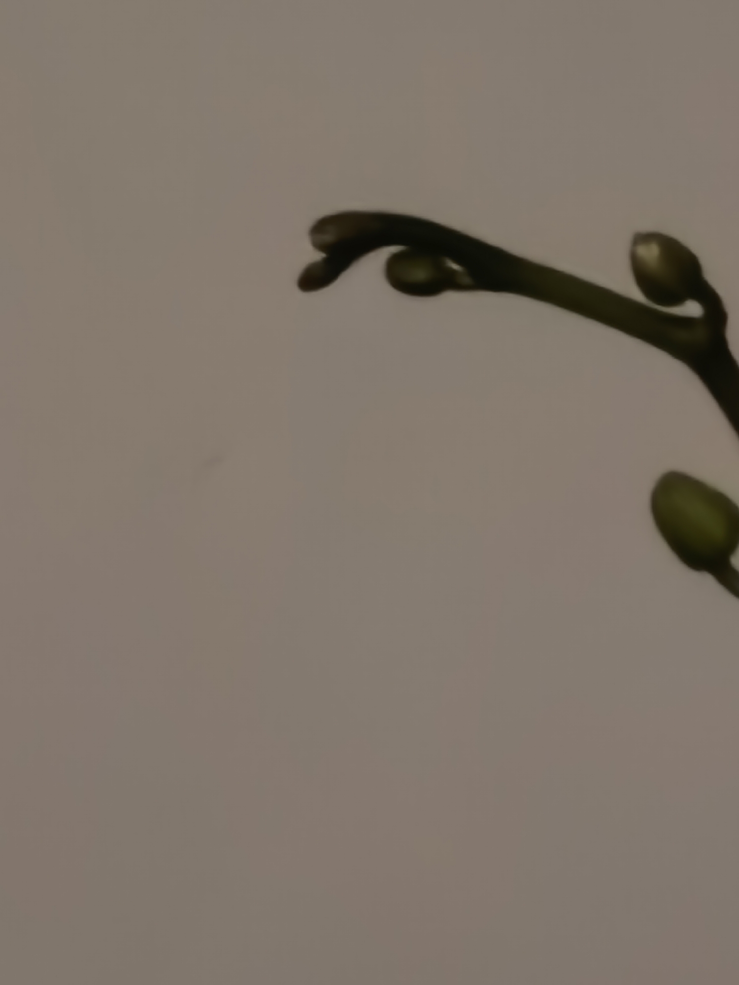 A blurred image shows a green plant stem with several buds against a light brown background. The stem extends from the right side of the image, curving towards the top. The buds appear to be closed, indicating they have not yet bloomed. No specific location or people are visible.
