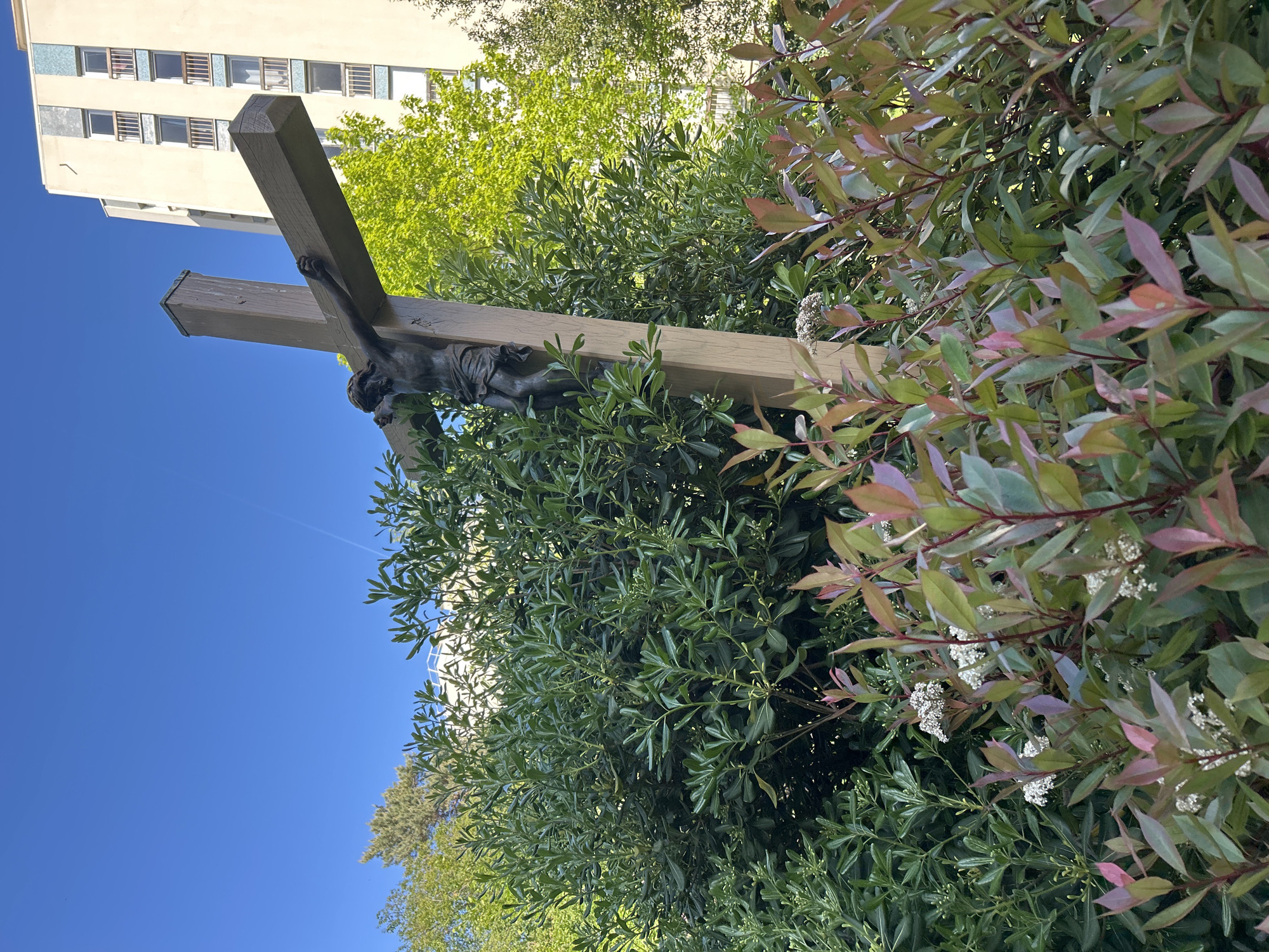 An outdoor scene features a prominent crucifix positioned amidst vibrant foliage against a clear blue sky and a modern building. The crucifix consists of a sturdy, light brown wooden cross, upon which a dark, possibly bronze or iron, statue of Jesus Christ is affixed. The figure of Christ is depicted with a loincloth, and the details of the body are visible despite its dark color.
The crucifix is surrounded by lush greenery, including dense bushes with various shades of green leaves. In the foreground and partially obscuring parts of the cross, there are bushes with distinctive reddish-purple and green leaves, some adorned with small clusters of white flowers. Further back, more verdant green trees with lighter leaves are visible.
In the upper background, a tall, light-colored building with numerous rectangular windows stands against the bright sky, suggesting an urban or suburban setting. The sky is a brilliant, clear blue, indicating sunny weather during daytime, likely morning or afternoon given the natural light. The photograph is taken from a low angle, looking upwards, which emphasizes the height of the crucifix and the building. There is no visible text in the image.