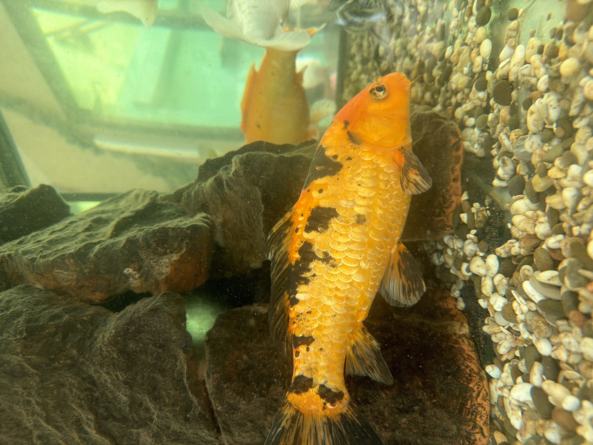 An orange and black koi fish swims in a freshwater aquarium, positioned in the foreground and facing right. The fish is detailed, with visible scales and fins. Behind it, another blurred orange koi swims, and a portion of a white koi is visible to the right. The aquarium contains dark, rocky decorations on the left and a bed of small pebbles on the bottom. The water appears slightly murky, and the lighting creates a greenish tint on the right side of the image. The background is blurred and shows hints of outdoor greenery. The scene is indoors, within an aquarium.