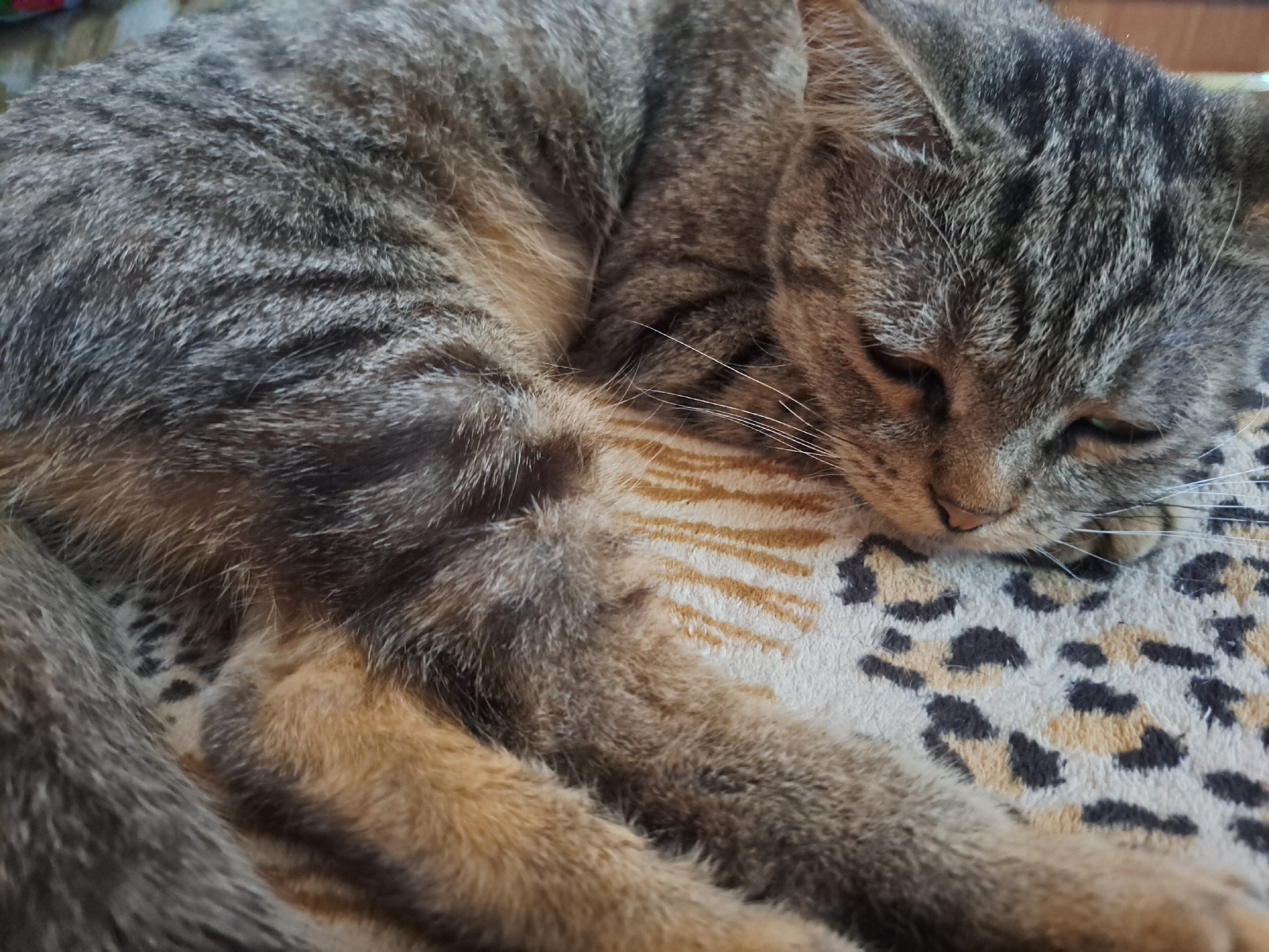A close-up, horizontal shot shows a tabby cat curled up and sleeping on a patterned blanket. The cat's fur is a mix of grey, black, and tan stripes. Its eyes are closed, and its head is resting on its paws. The blanket beneath the cat has a leopard-print pattern with black and tan spots. The background is blurred but appears to be a domestic setting. The location of this image is not specified as Vypasne, Ukraine.