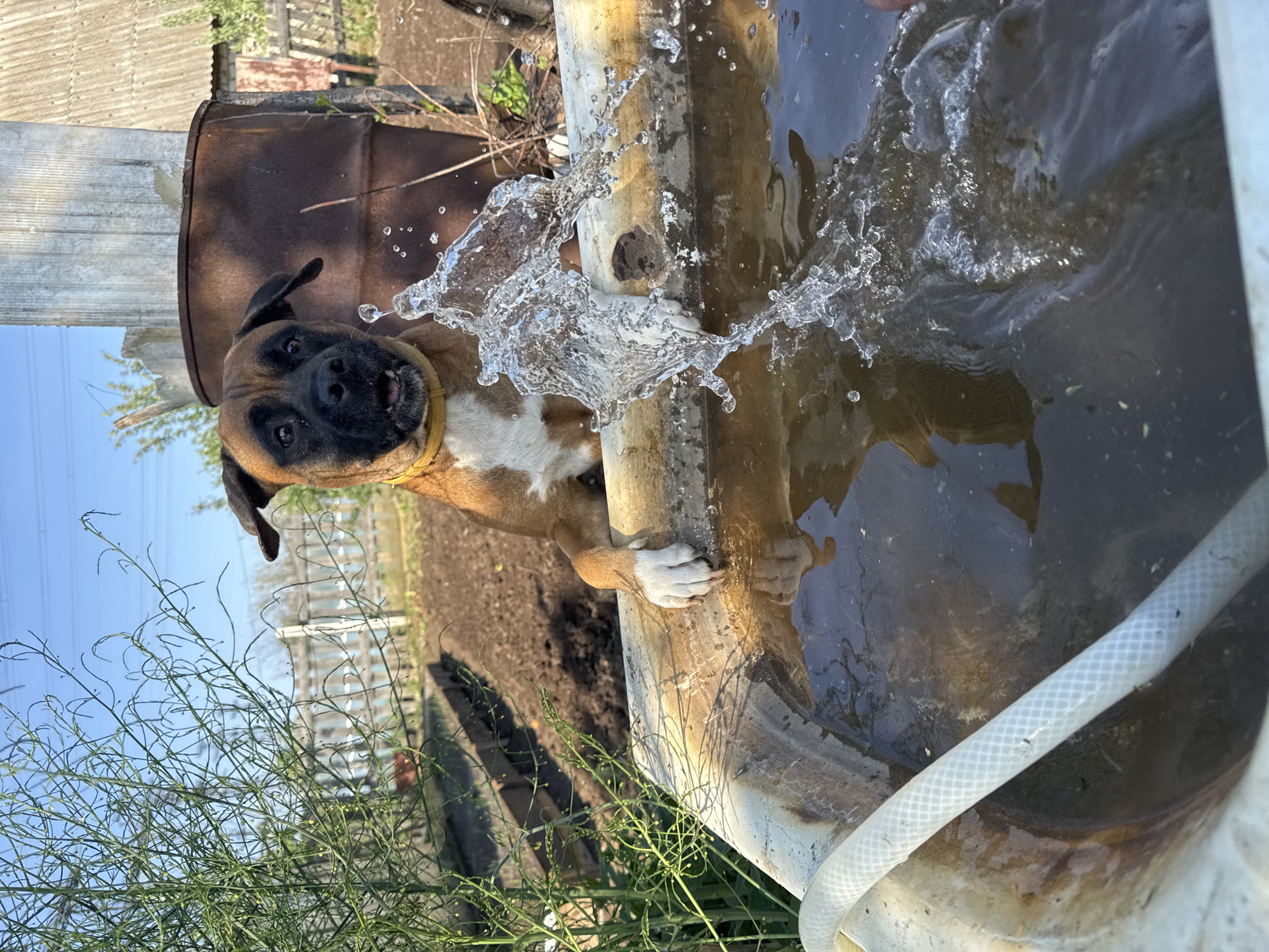 A Boxer dog with brown fur and white markings is standing with its front paws on the edge of a dirty, white tub filled with water. Water is splashing upwards from inside the tub. A brown, rusted barrel sits behind the dog. A white hose is partially submerged in the water. Green plants are growing in the foreground. The location appears to be outdoors, near a garden or field. The city of Chaikovsky, Russia is not discernible from the image.