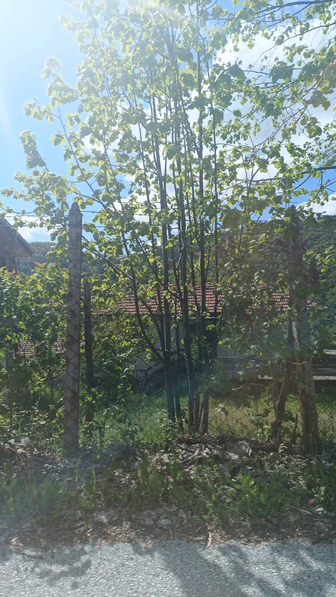 The image depicts a roadside scene in Vrata, Bulgaria, on a sunny day. A row of weathered concrete fence posts, connected by wire mesh, runs along the roadside, overgrown with vegetation. Behind the fence, a copse of young trees with light green leaves is visible, along with dense shrubs. Through the trees, the red tile roof of a building can be seen, suggesting a residential area. In the background, a mountain slope covered with greenery rises. The foreground shows asphalt, possibly a road surface. There are no people visible in the image.