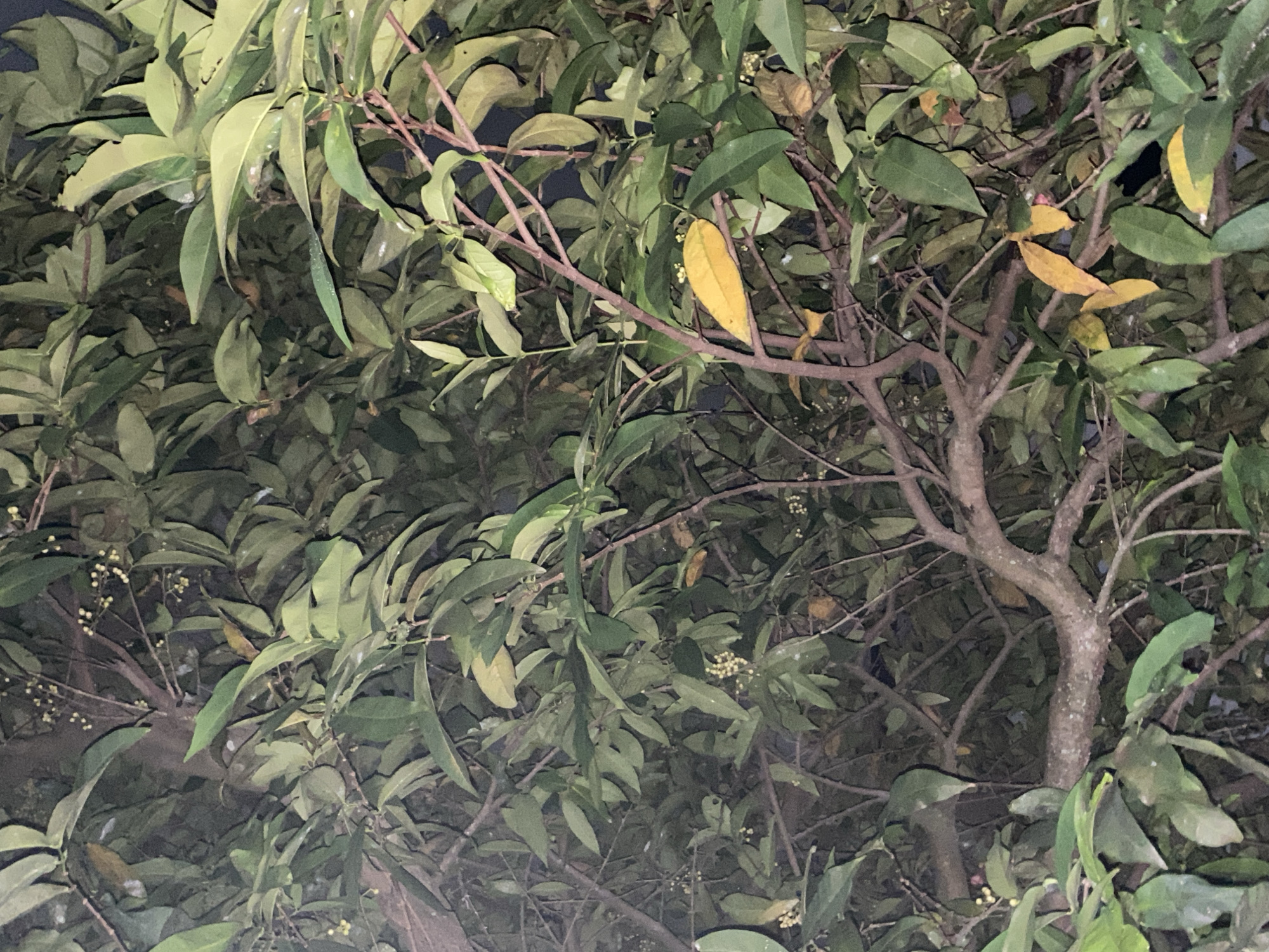 The image depicts a close-up view of a tree branch laden with green leaves and small white flowers. Some leaves have turned yellow, indicating a possible change of season. The branches are a reddish-brown color. The scene is dimly lit, suggesting it was taken at night or in a shaded area. The background is obscured by the dense foliage of the tree. No people or animals are visible in the frame. The image does not contain any specific landmarks or elements that would allow for a precise location within Banjarmasin, Indonesia, to be identified. The environment appears to be natural, likely a park, garden, or roadside tree.