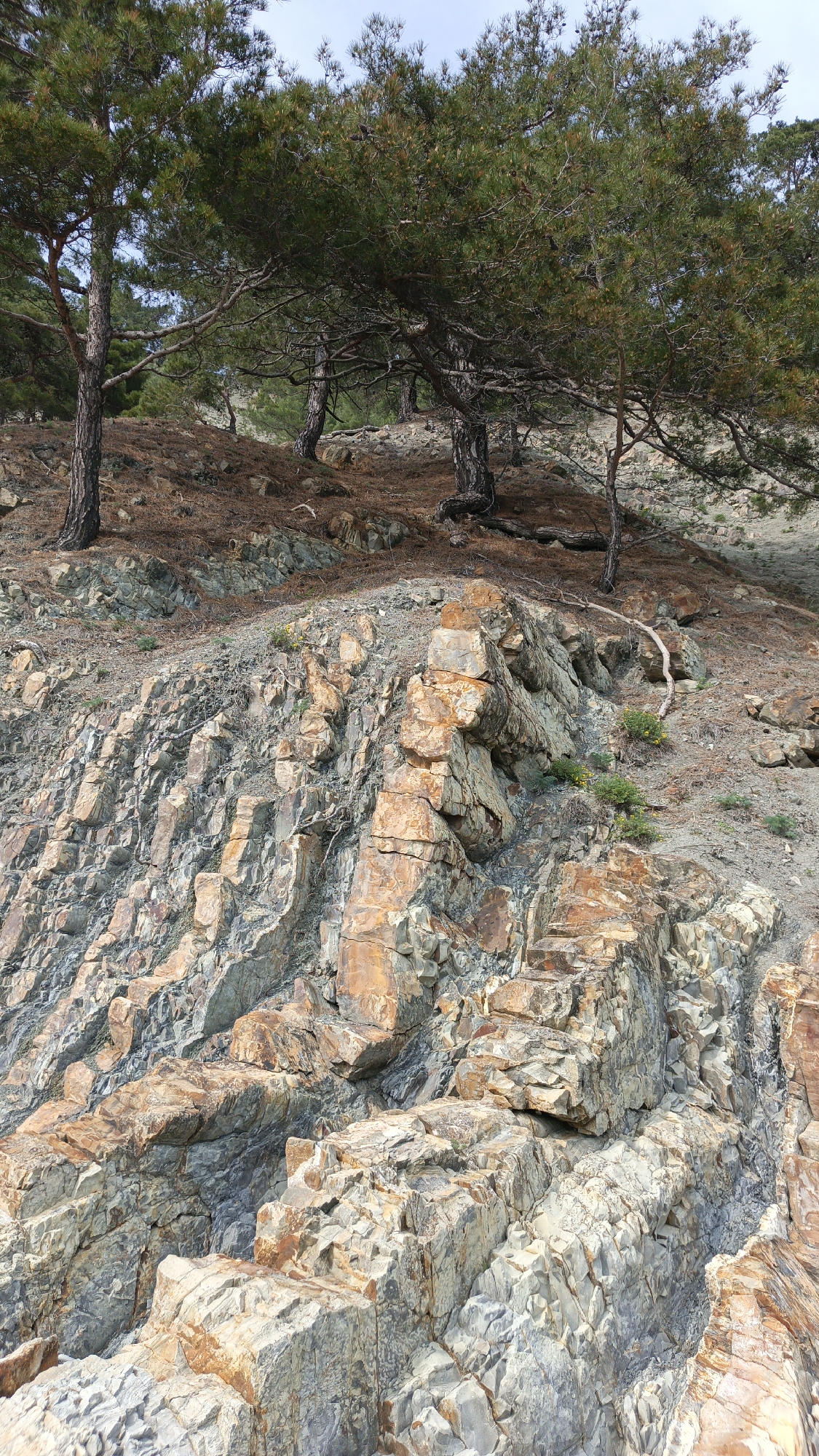 The image depicts a rocky hillside in Praskoveyevka, Russia, featuring exposed layered rock formations with grey and orange hues. Several pine trees are visible at the top of the slope, with their roots partially exposed due to erosion. The ground is covered in pine needles and sparse vegetation. The scene is outdoors under natural lighting. No people or animals are visible.